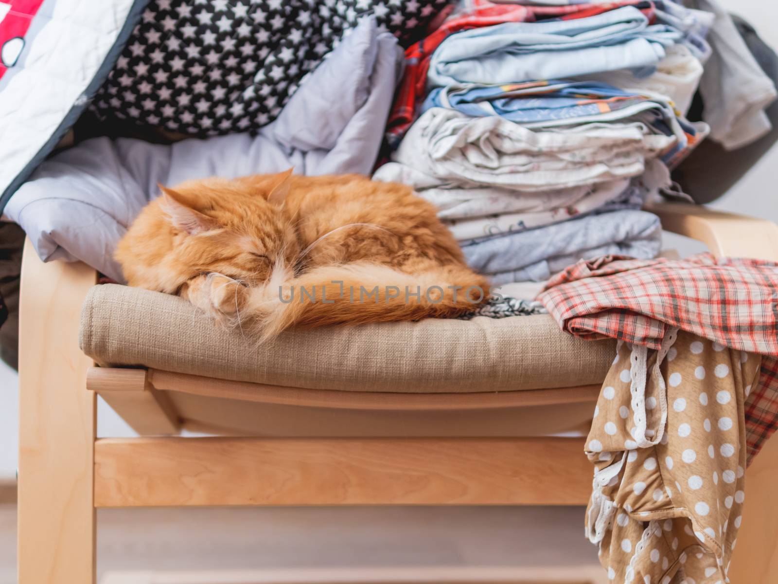 Cute ginger cat is lying on beige chair. Pile of crumpled clothes behind fluffy pet. by aksenovko