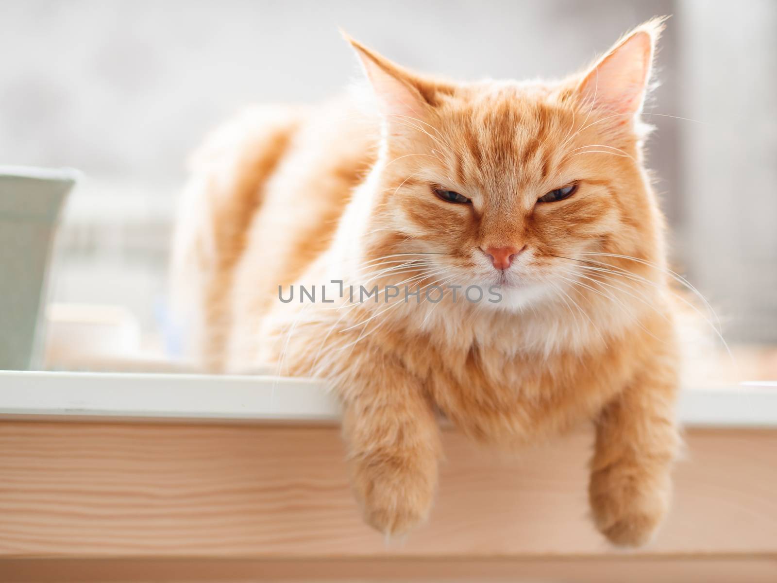 Close up portrait of cute ginger cat. Fluffy pet is staring in camera. Domestic kitty sitting on table. by aksenovko