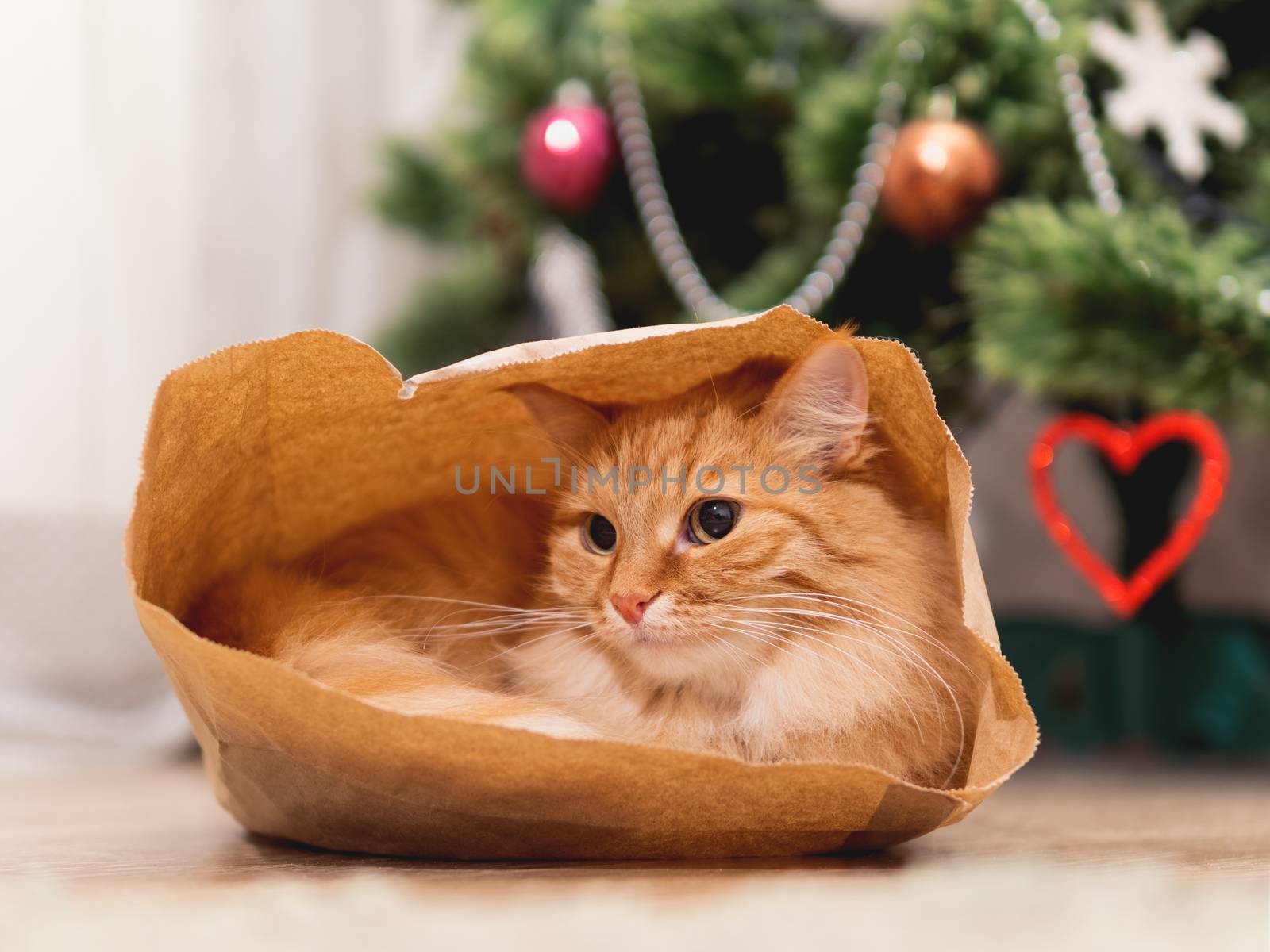 Cute ginger cat is hiding in craft paper bag. Fluffy pet in wrapping paper under the Christmas tree. Cozy home with decorations for New Year celebration.