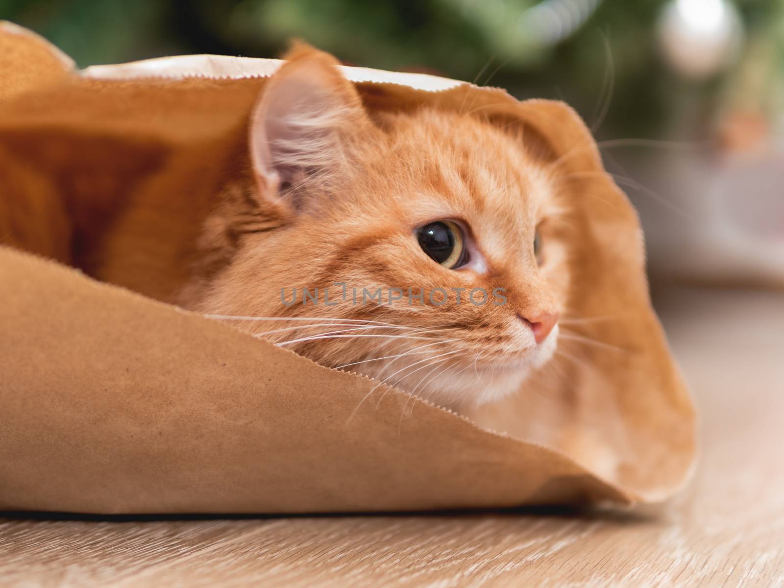 Cute ginger cat is hiding in craft paper bag. Fluffy pet in wrapping paper under the Christmas tree. Cozy home with decorations for New Year celebration.