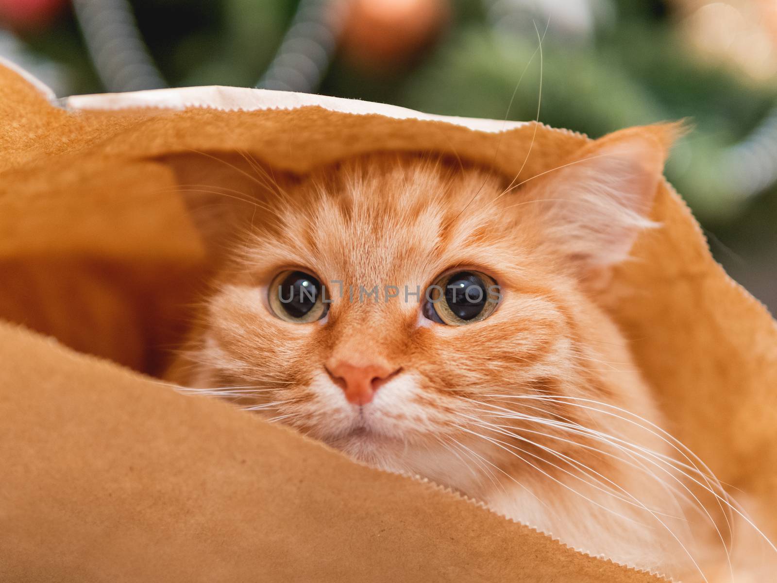 Cute ginger cat is hiding in craft paper bag. Fluffy pet in wrapping paper under the Christmas tree. Cozy home with decorations for New Year celebration. by aksenovko