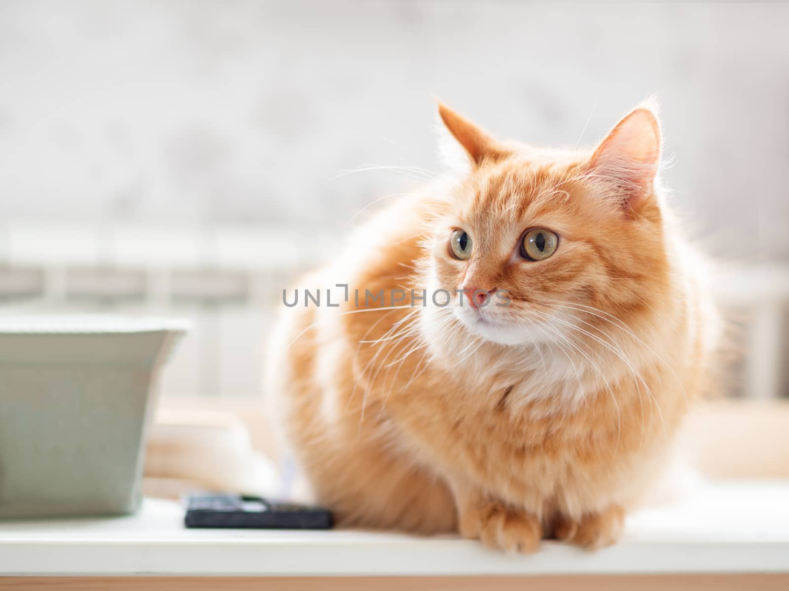 Close up portrait of cute ginger cat. Fluffy pet is staring.. Domestic kitty sitting on table.