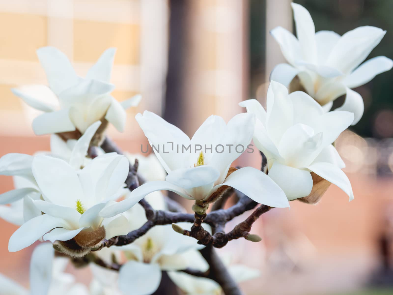 Blooming magnolia. Natural spring background with big beautiful white flower. by aksenovko