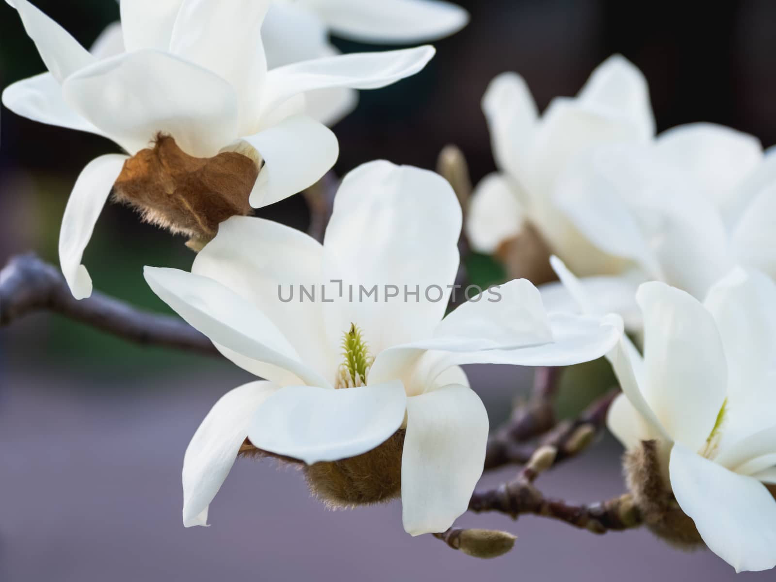 Blooming magnolia. Natural spring background with big beautiful white flower.