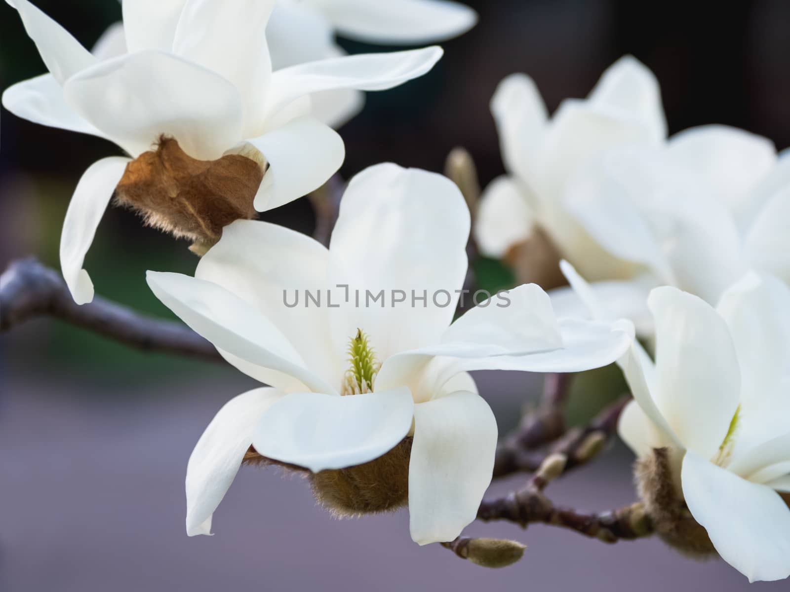 Blooming magnolia. Natural spring background with big beautiful white flower. by aksenovko