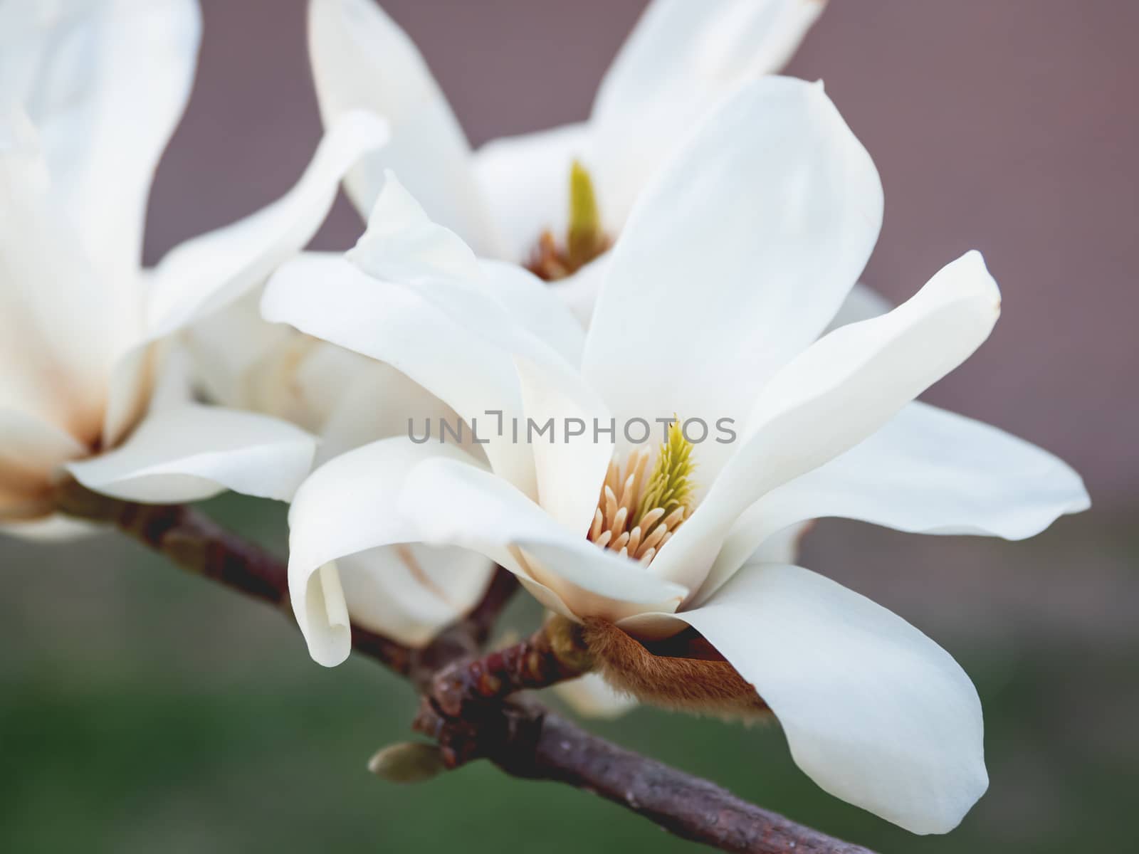 Blooming magnolia. Natural spring background with big beautiful white flower. by aksenovko