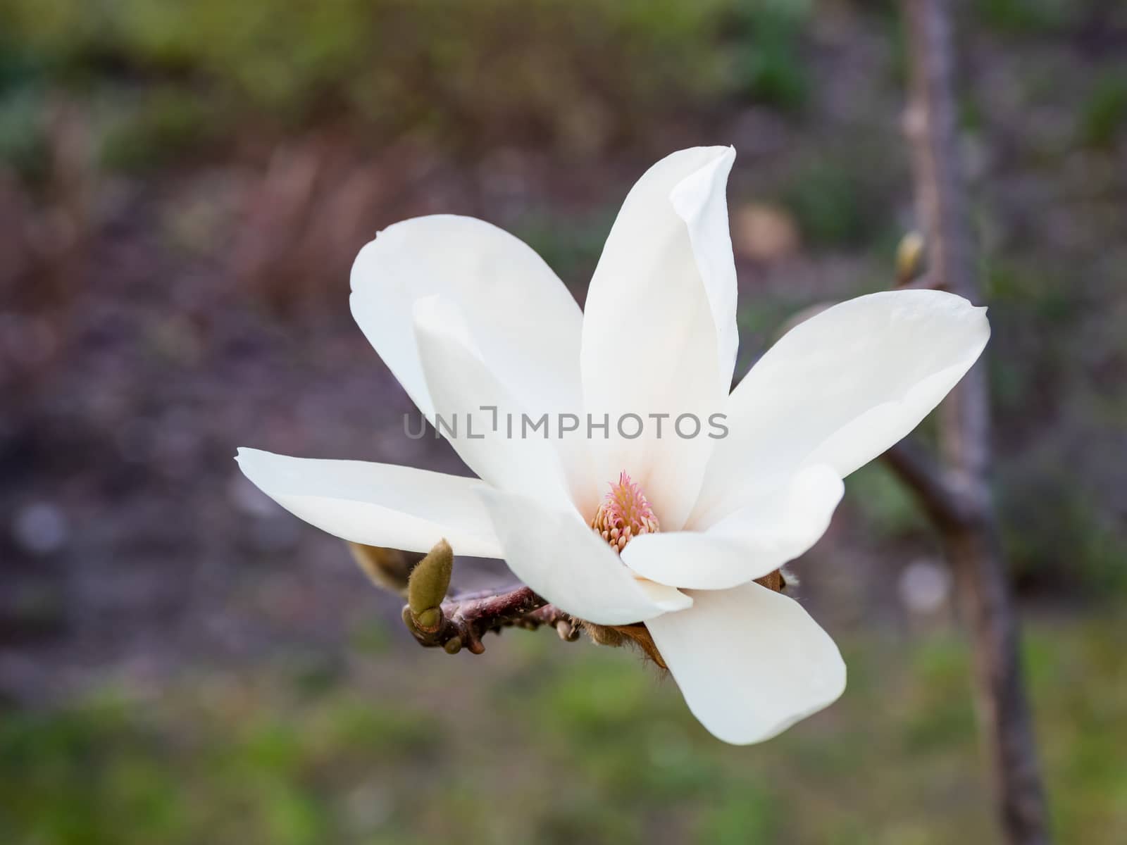 Blooming magnolia. Natural spring background with big beautiful white flower.