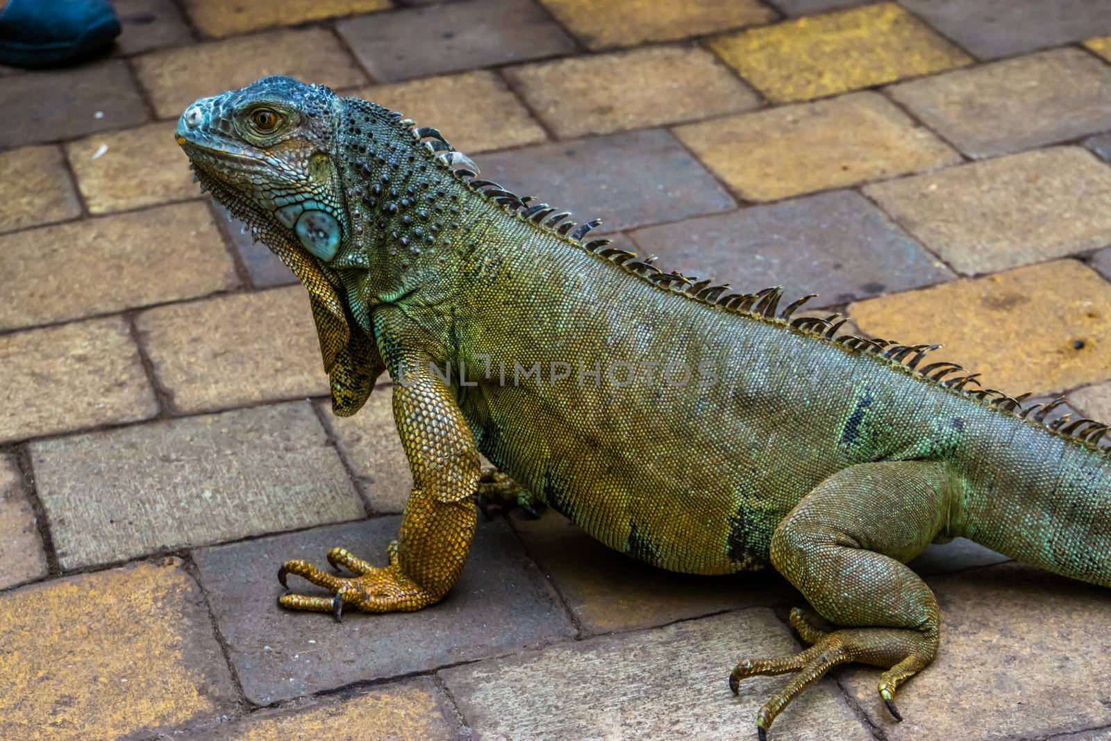 closeup of a green american iguana, popular tropical reptile specie from America