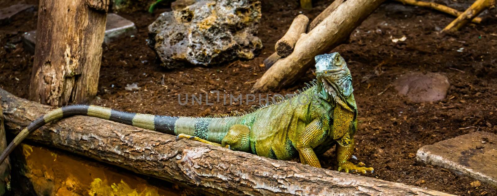 portrait of a green american iguana looking in the camera, popular tropical reptile specie from America