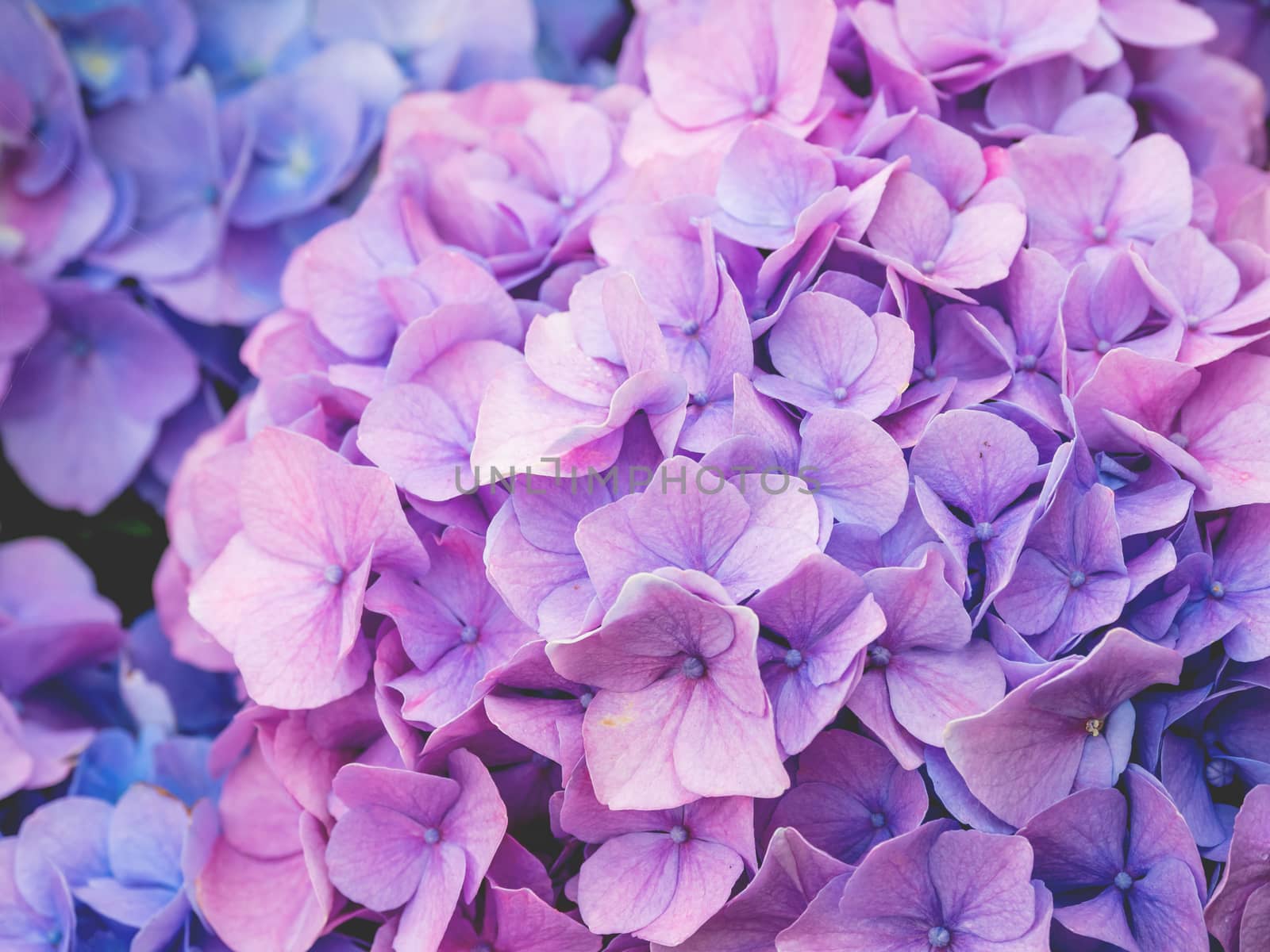 Blooming lilac and light blue hydrangea flowers. Close up photo of beautiful flowers in garden. by aksenovko