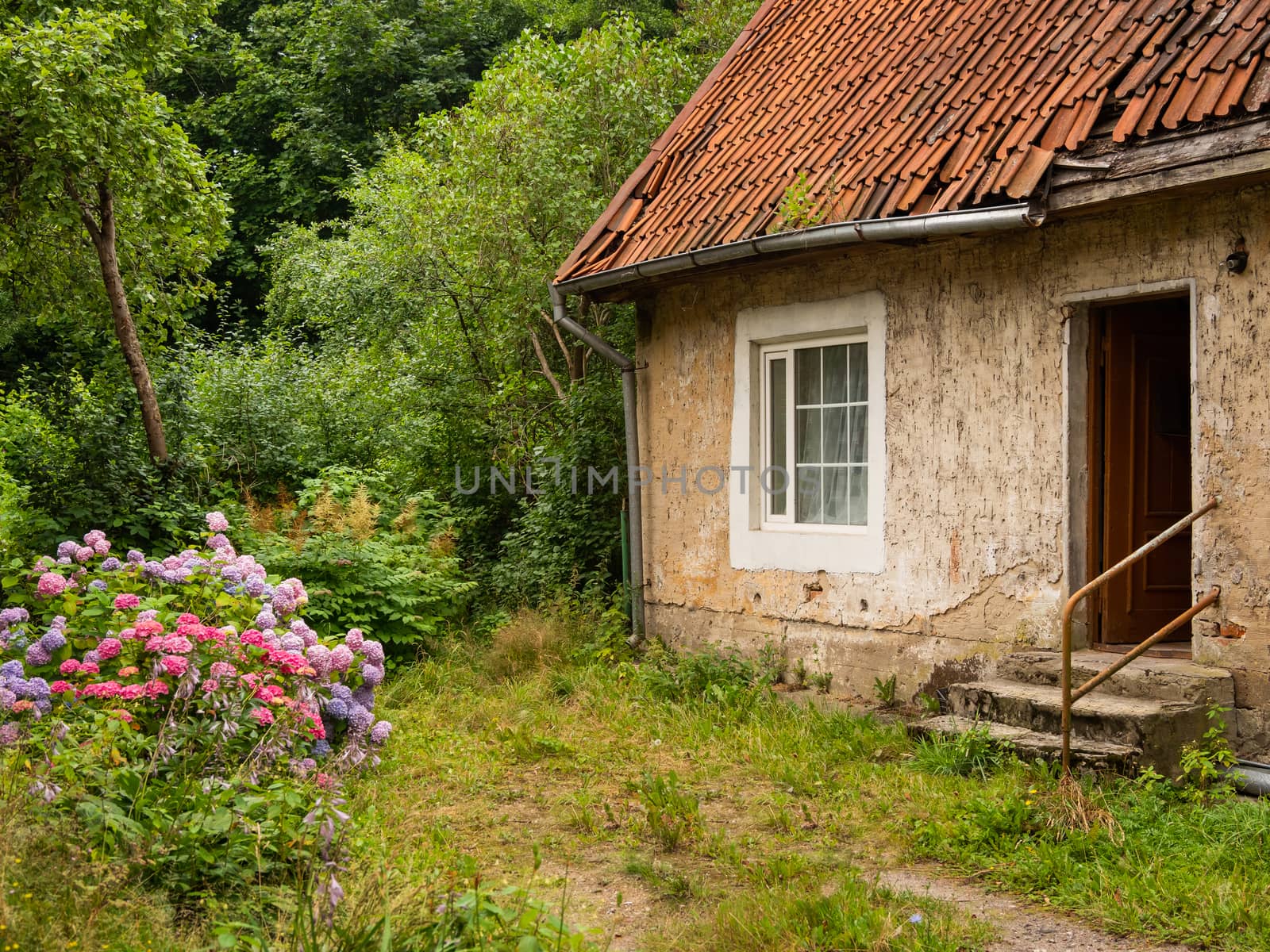 Picturesque old country house with tiled roof . Neglected garden with big bushes of colorful hydrangea flowers.