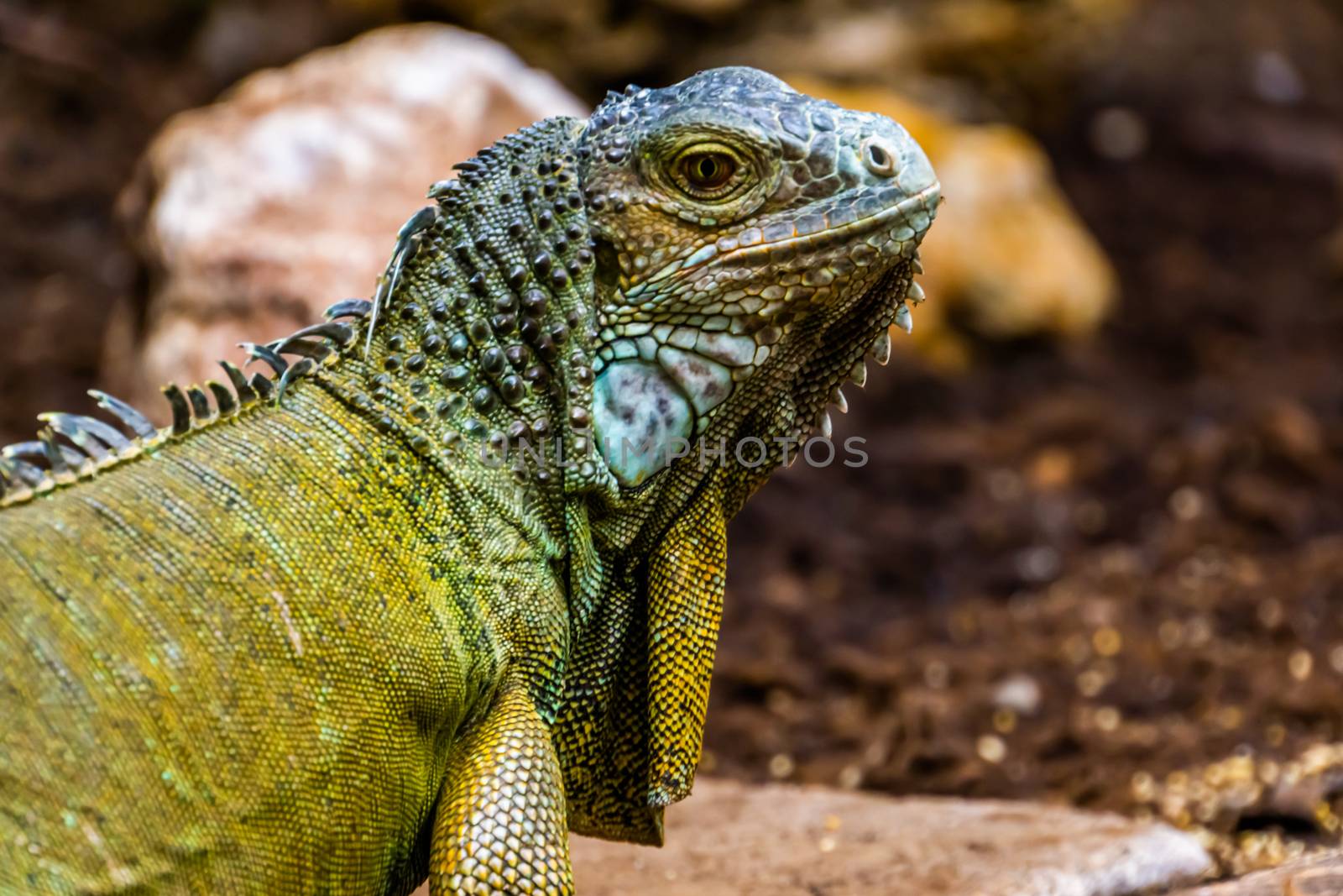 beautiful closeup portrait of the face of a green american iguana, popular tropical lizard from America