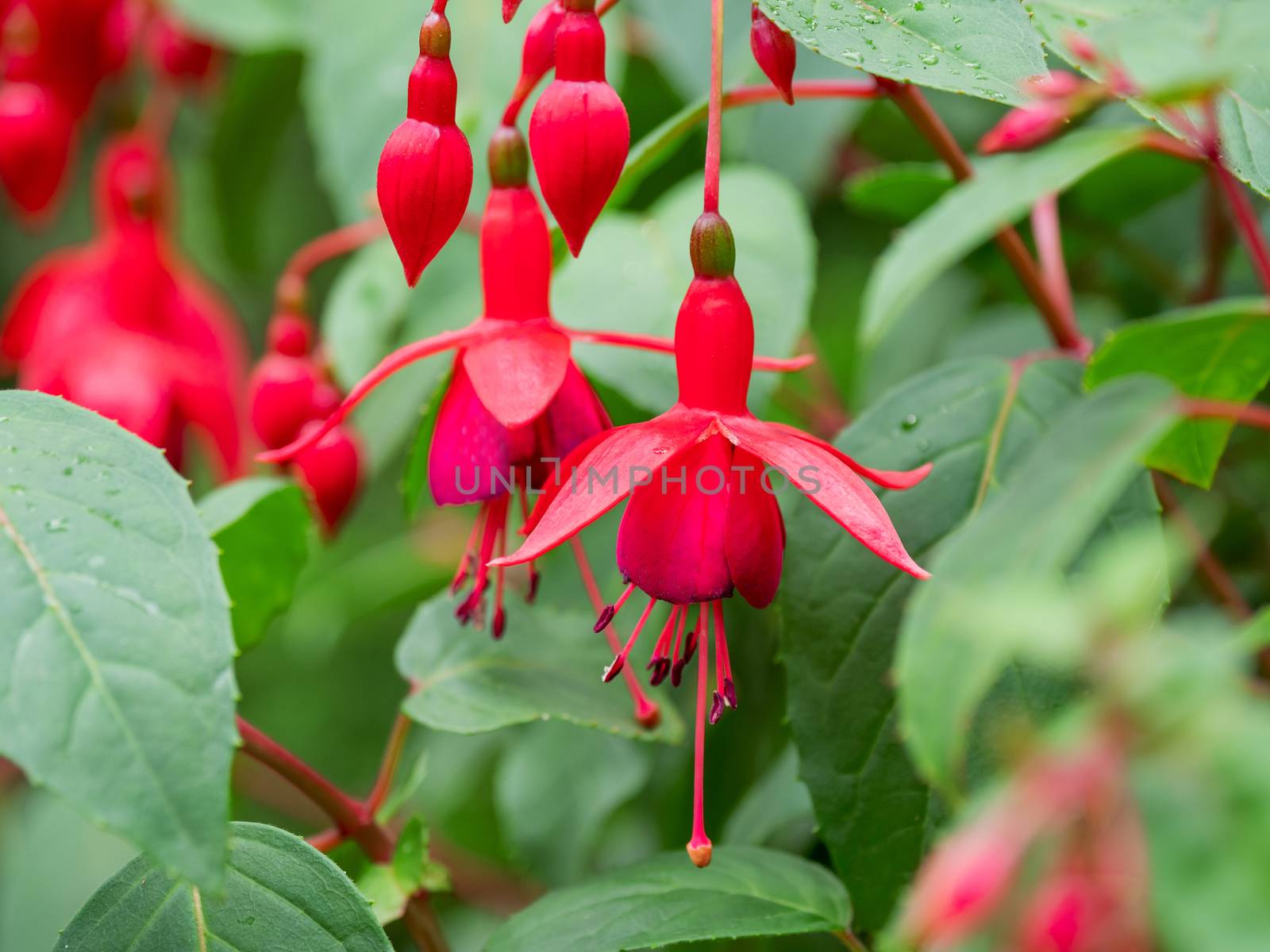 Blooming Fuchsia after rain. Close up photo of red flowers with raindrops on leaves and petals.