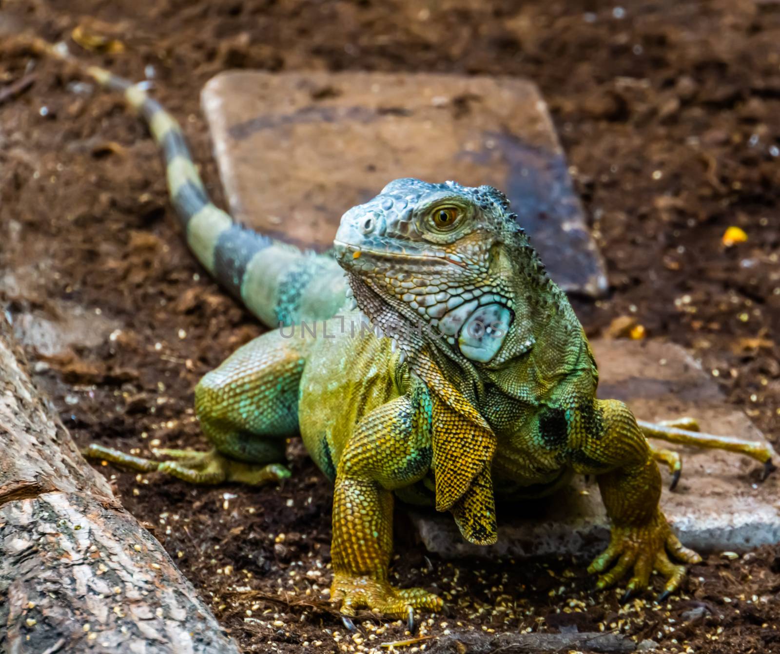 beautiful closeup portrait of a green american iguana, popular tropical lizard from America by charlottebleijenberg