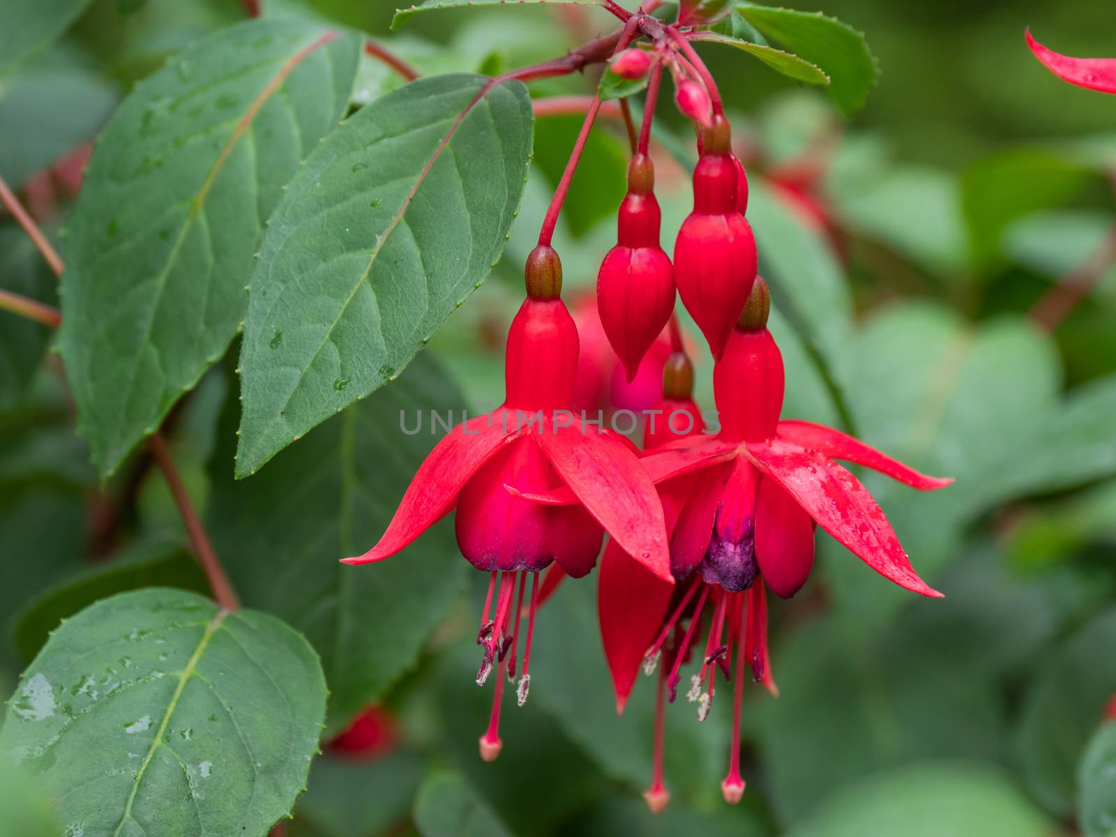 Blooming Fuchsia after rain. Close up photo of red flowers with raindrops on leaves and petals. by aksenovko