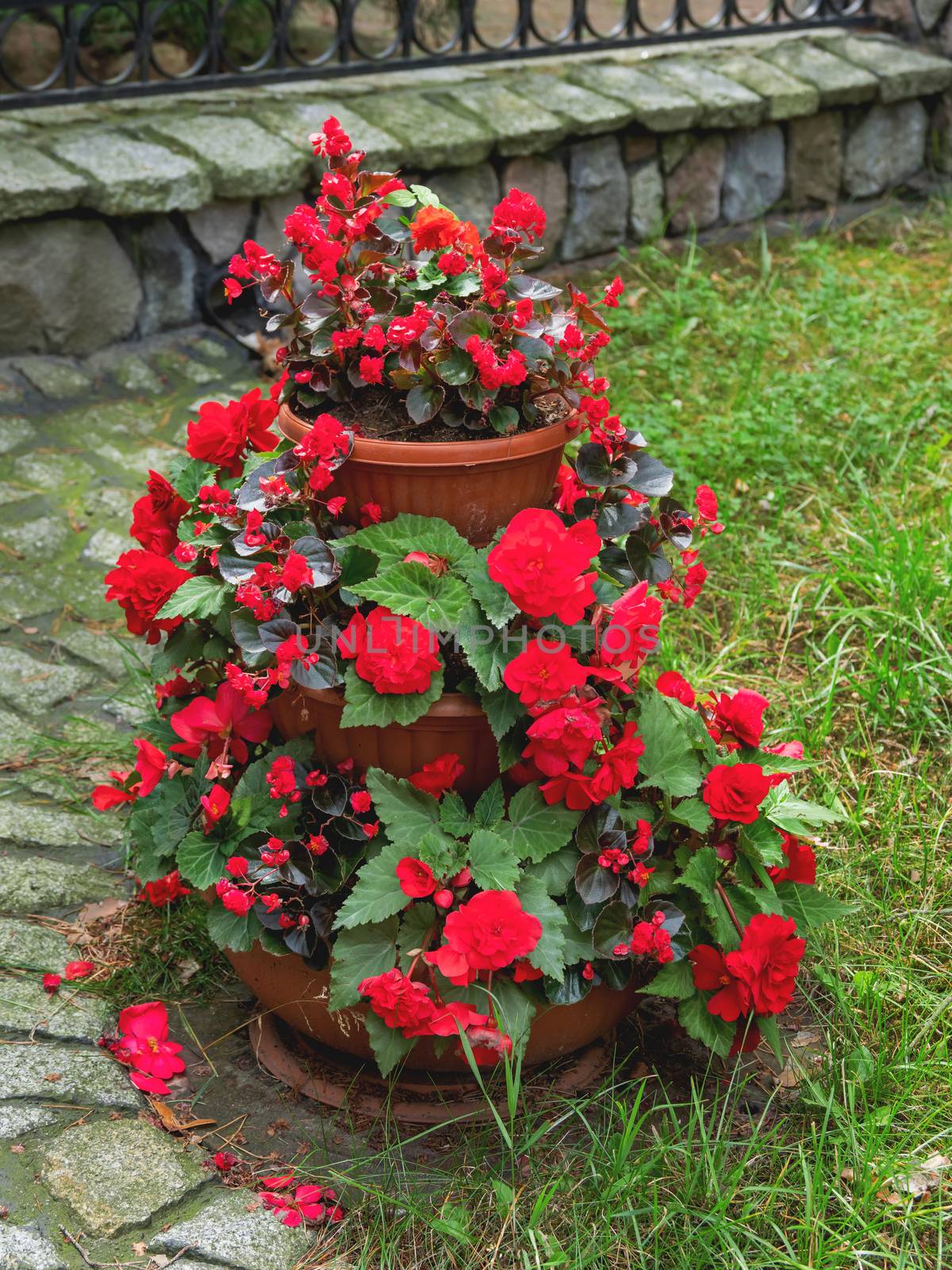 Blooming Begonia. Three-level flower pot is standing on law in garden. Red flowers with raindrops on leaves and petals.