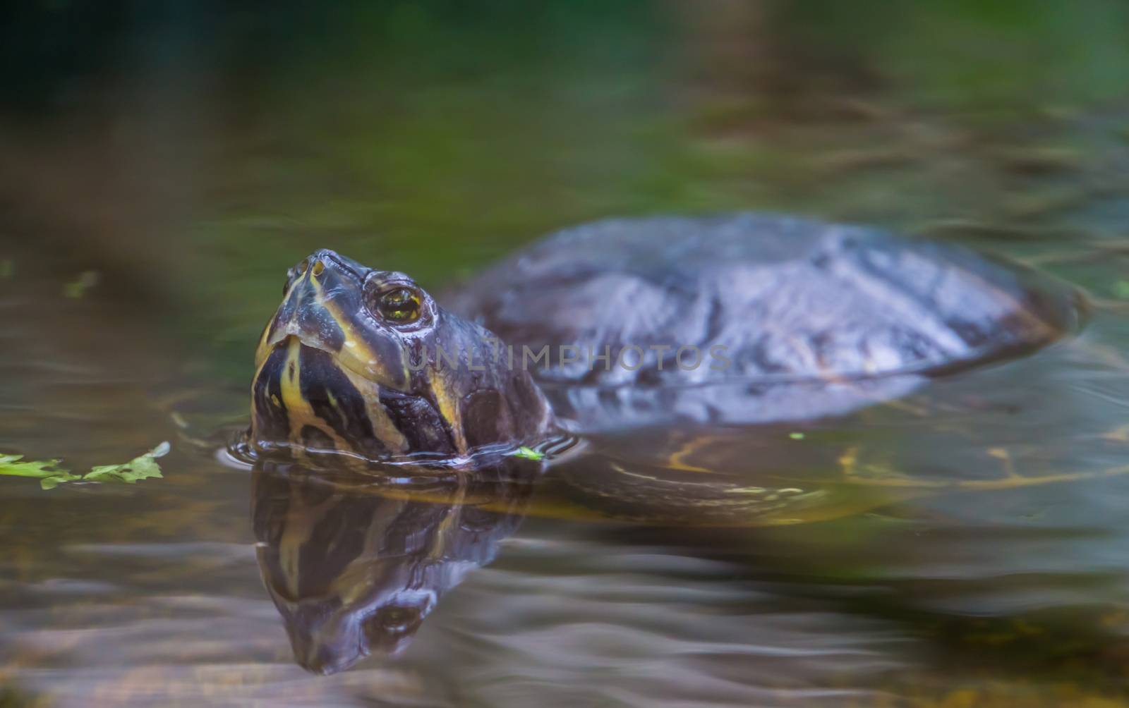 beautiful closeup of a cumberland slider turtle swimming in the water, tropical reptile specie from America by charlottebleijenberg