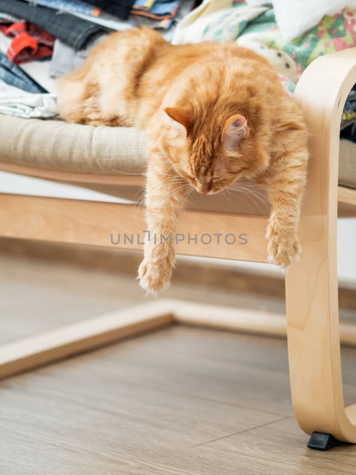 Cute ginger cat is lying on beige chair. Pile of crumpled clothes behind fluffy pet. by aksenovko