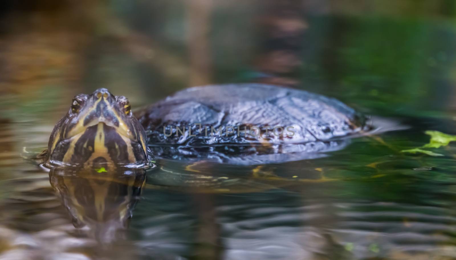 closeup of a cumberland slider turtle swimming in the water and looking in the camera, tropical reptile specie from America