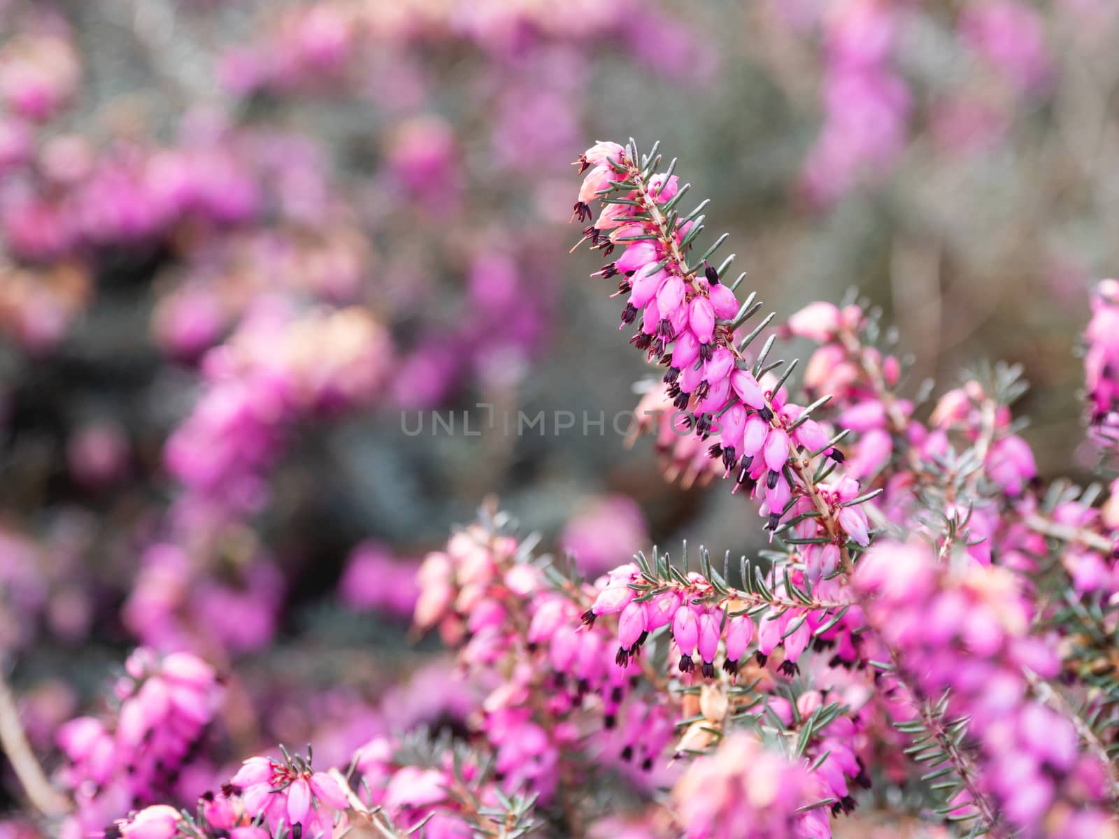 Blooming Calluna vulgaris, known as common heather, ling, or simply heather. Natural spring background with sun shining through pink beautiful flowers.