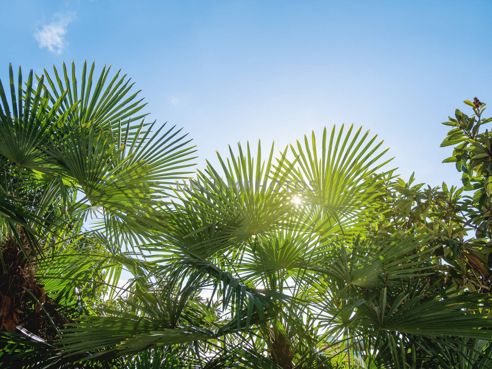 Sun shines on palm trees leaves. Tropical trees with fresh green foliage. by aksenovko