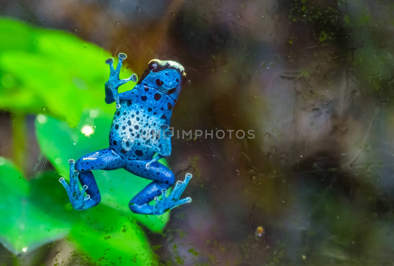 funny closeup of a blue poison dart frog climbing against the window, tropical amphibian specie from Suriname, South America