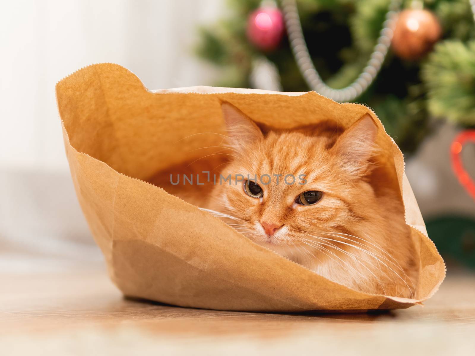 Cute ginger cat is hiding in craft paper bag. Fluffy pet in wrapping paper under the Christmas tree. Cozy home with decorations for New Year celebration. by aksenovko