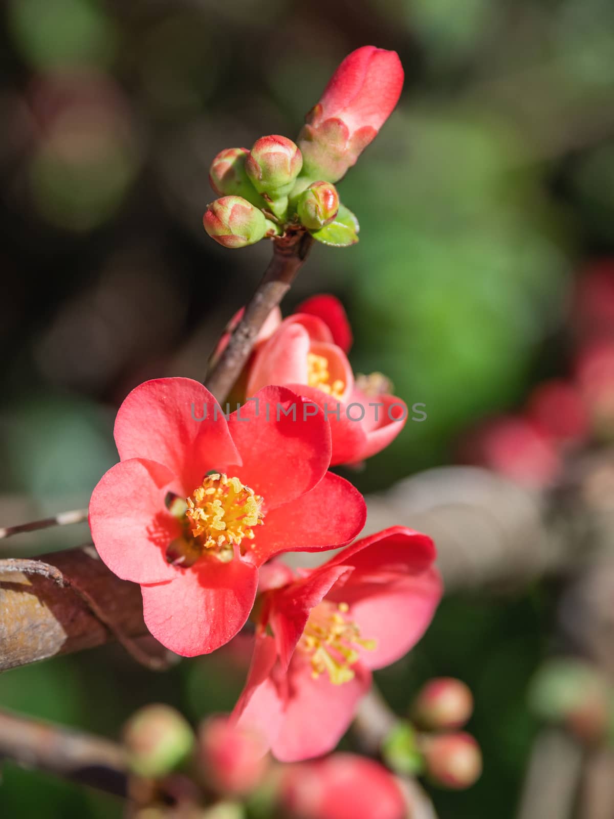 Blooming Chaenomeles japonica, known as either Japanese quince or Maule's quince. Bright red flowers in spring sunny day.