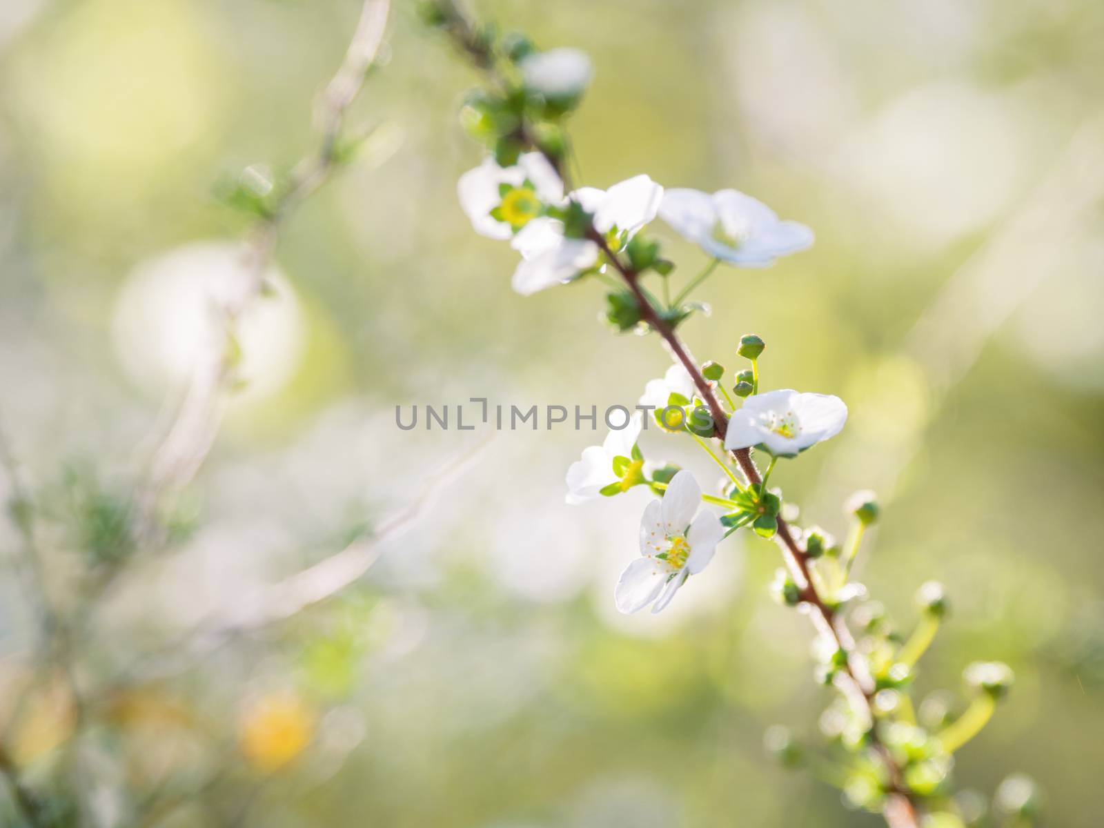 Blooming cherry tree. Beautiful white flowers on green natural background. Sunny spring day. by aksenovko