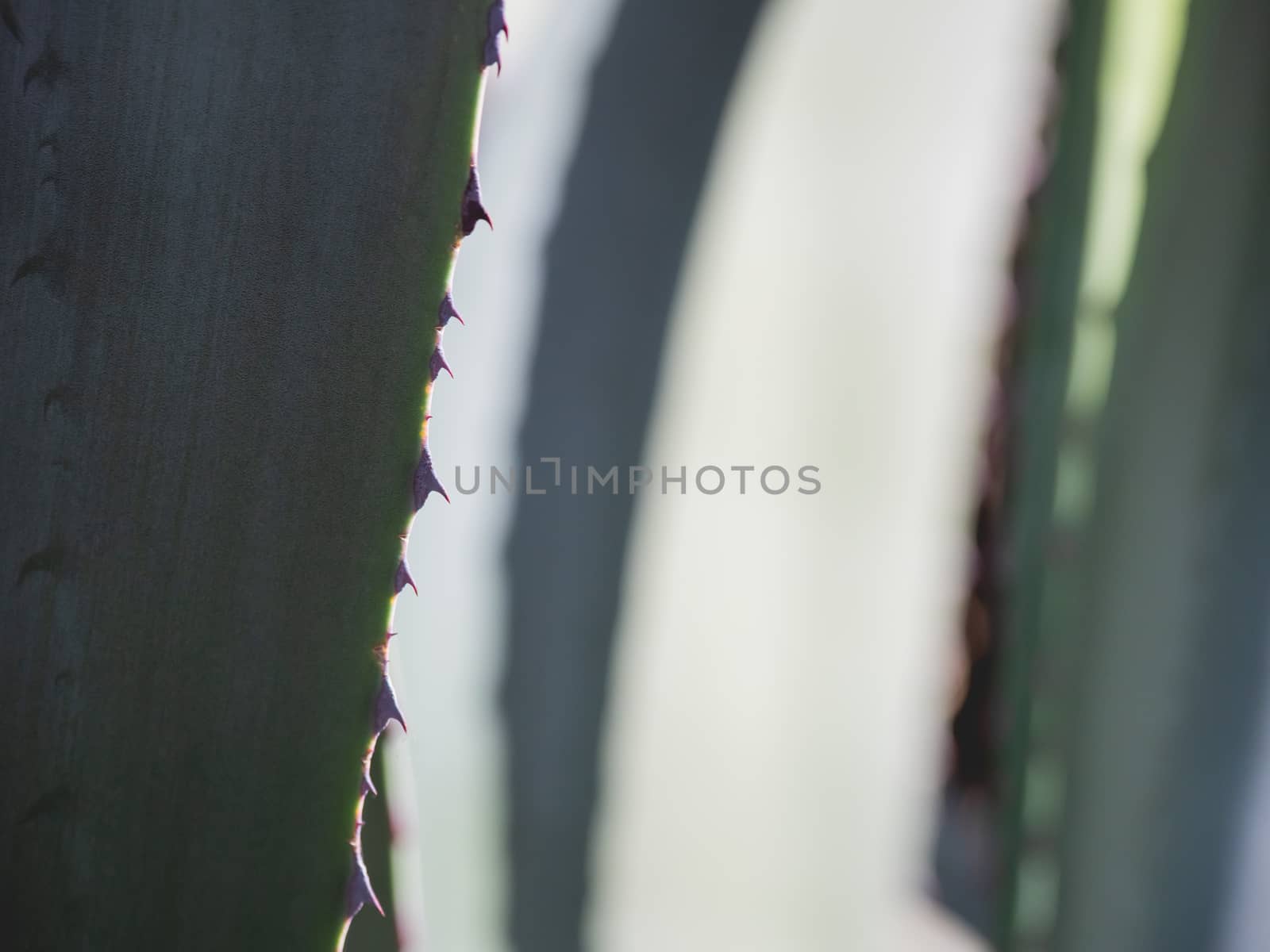 Cactus leaves with spikes. Natural background with a prickly plant. by aksenovko