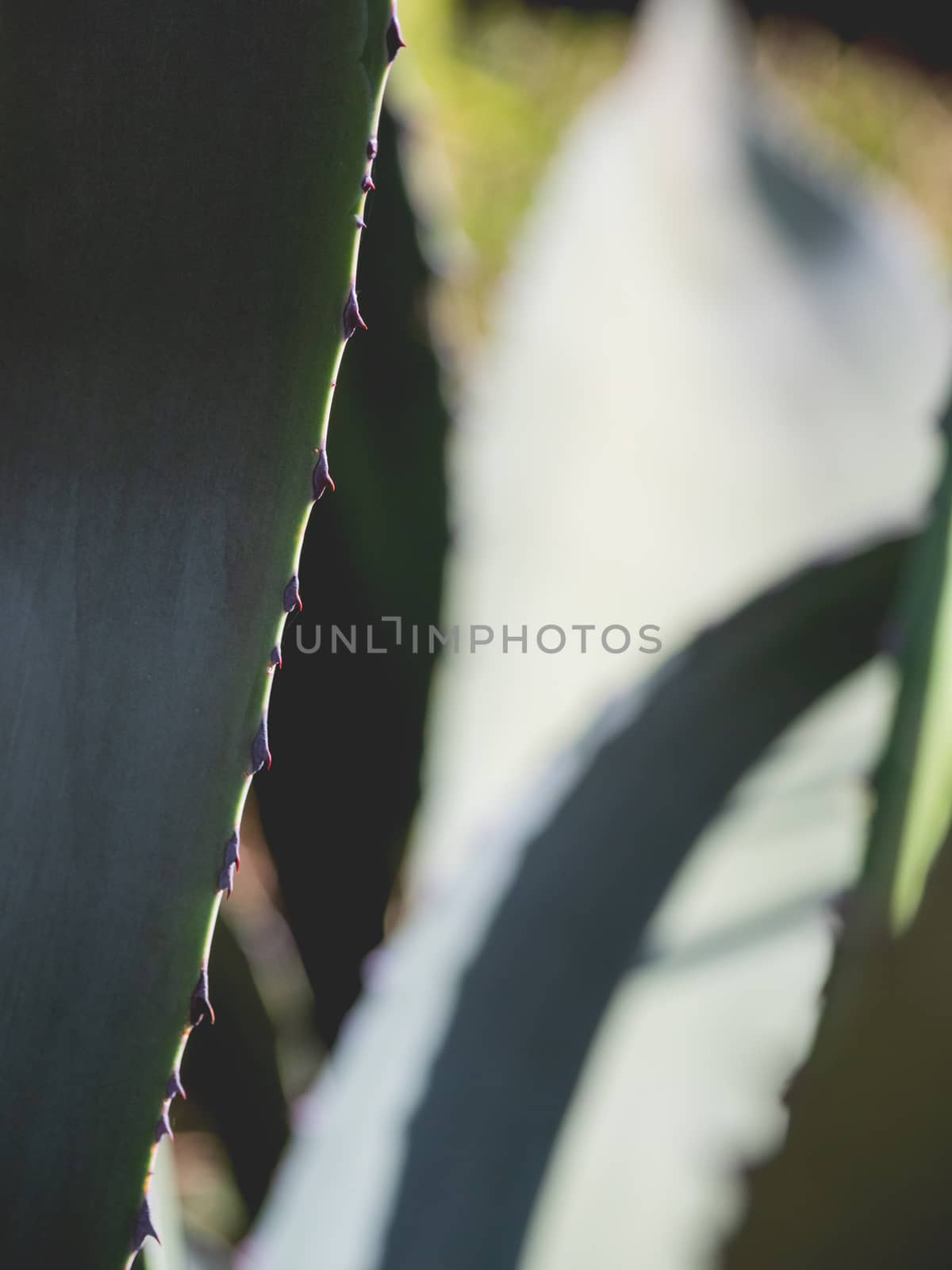 Cactus leaves with spikes. Natural background with a prickly plant.