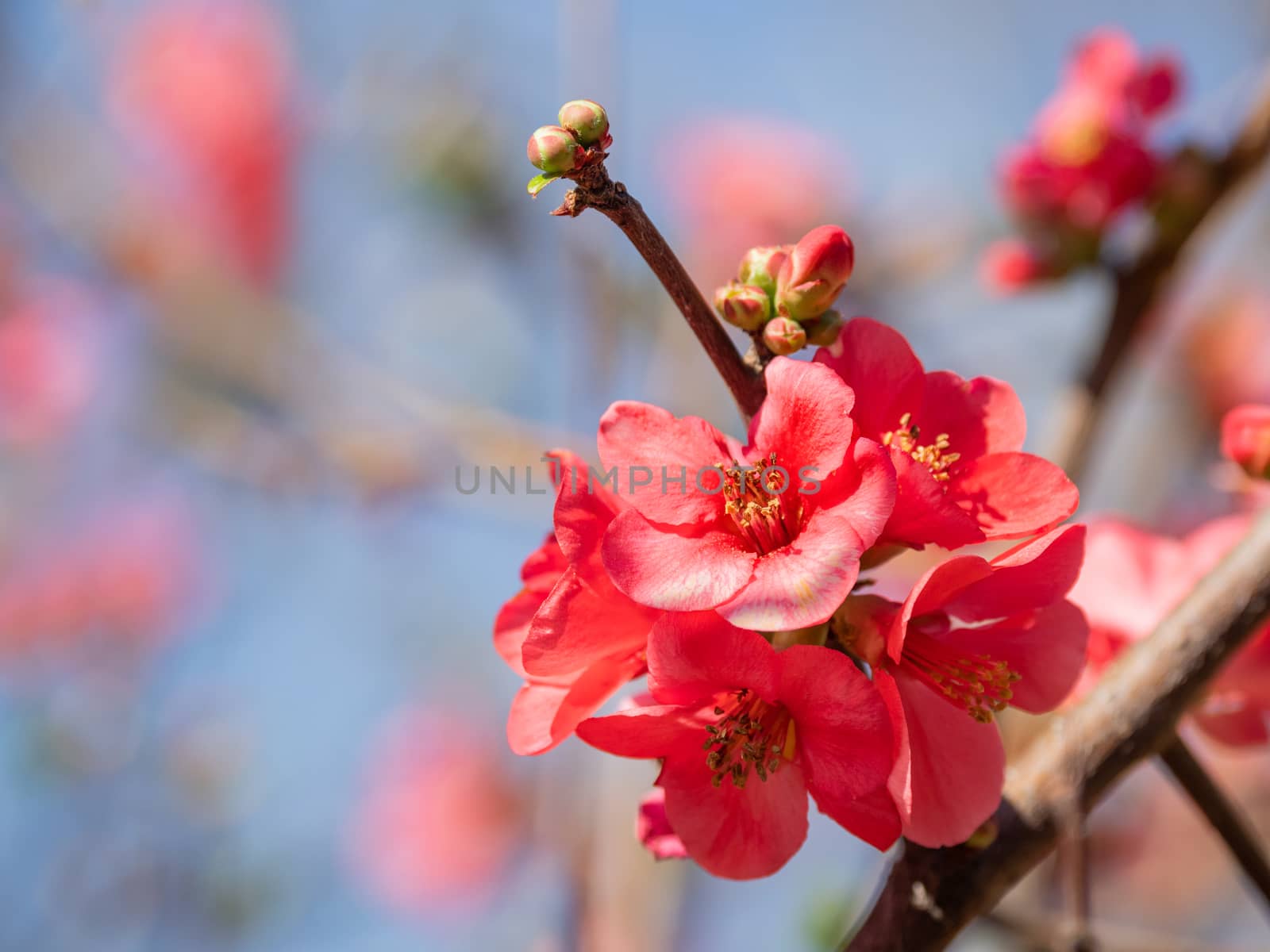 Blooming Chaenomeles japonica, known as either Japanese quince or Maule's quince. Bright red flowers on clear blue sky background. Spring sunny day. by aksenovko