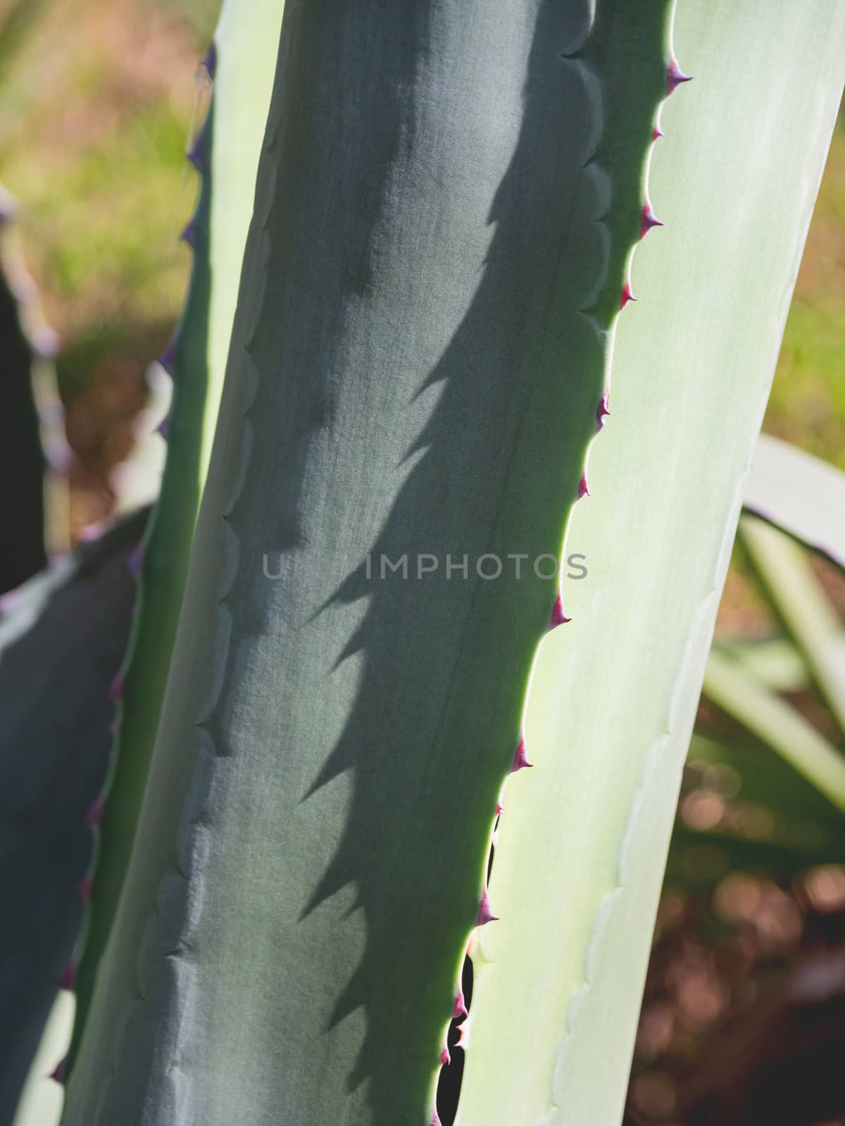 Cactus leaves with spikes. Natural background with a prickly plant.