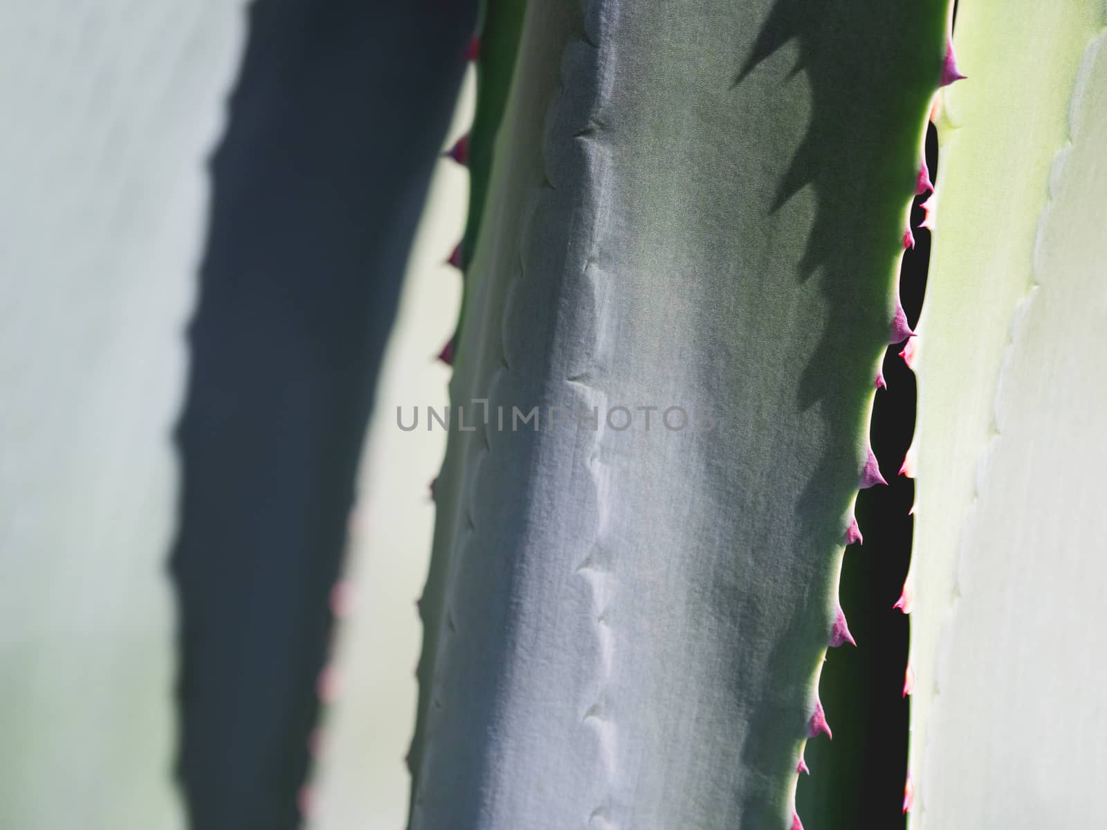 Cactus leaves with spikes. Natural background with a prickly plant. by aksenovko