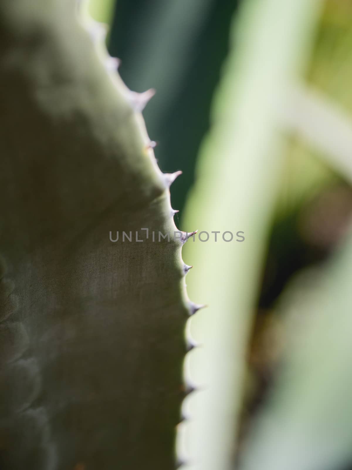 Cactus leaves with spikes. Natural background with a prickly plant. by aksenovko