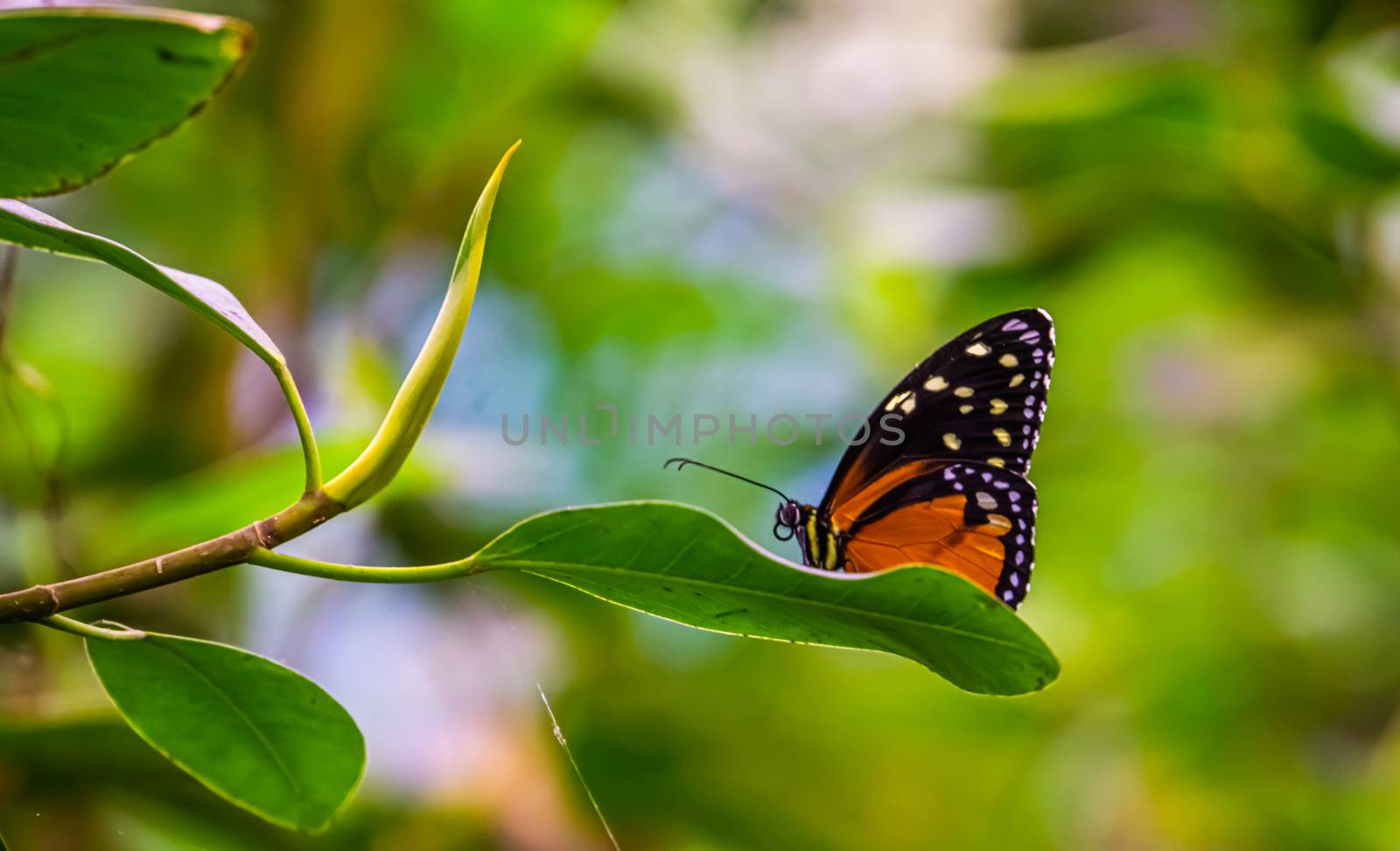 macro closeup of a tiger longwing butterfly on a green leaf, tropical insect specie from Mexico and peru by charlottebleijenberg