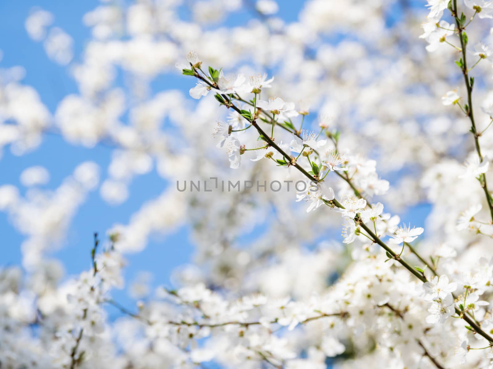 Blooming cherry tree. Beautiful white flowers on clear blue sky background. Sunny spring day. by aksenovko