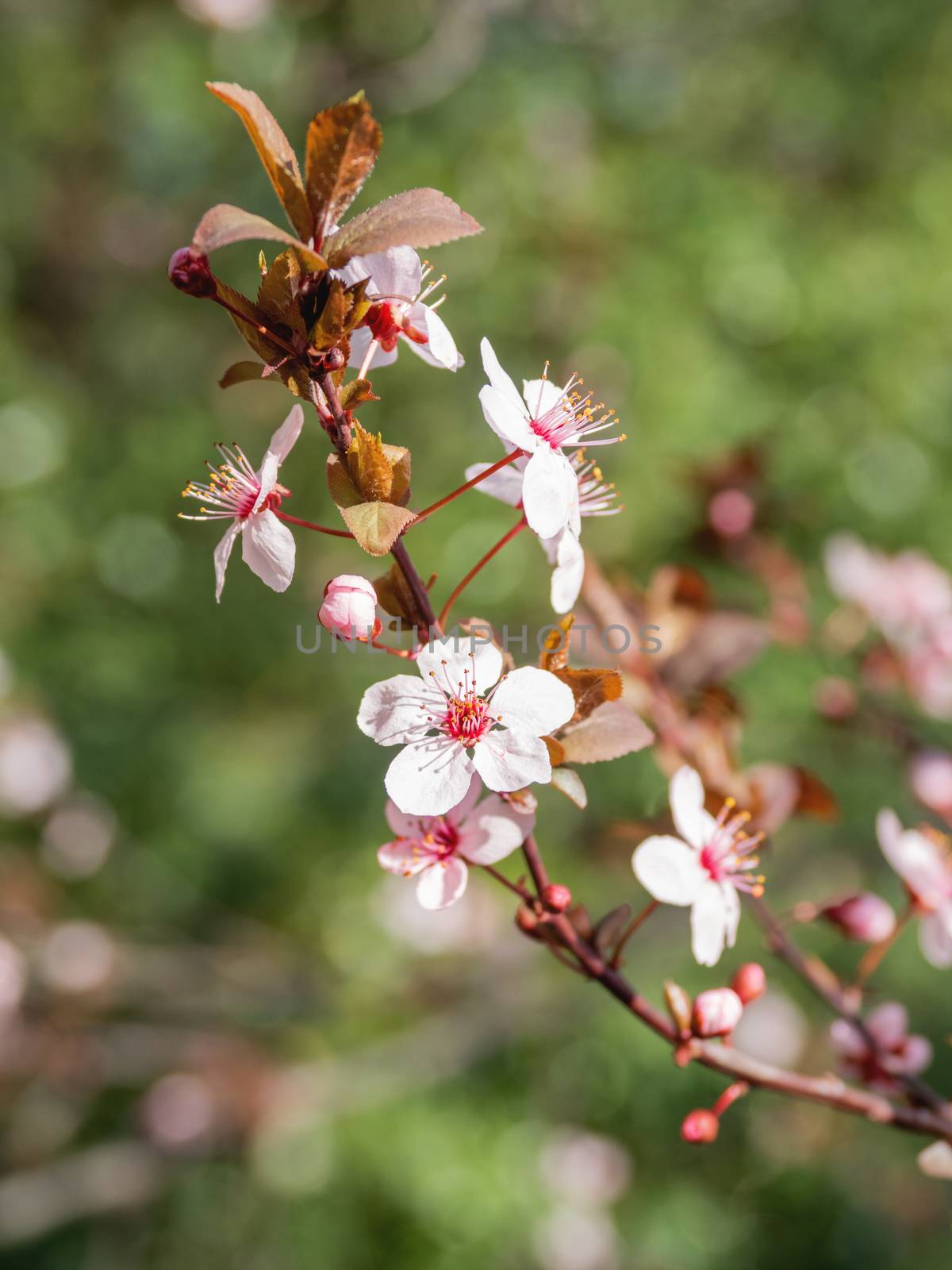 Blooming cherry tree. Beautiful white flowers on green natural background. Sunny spring day. by aksenovko