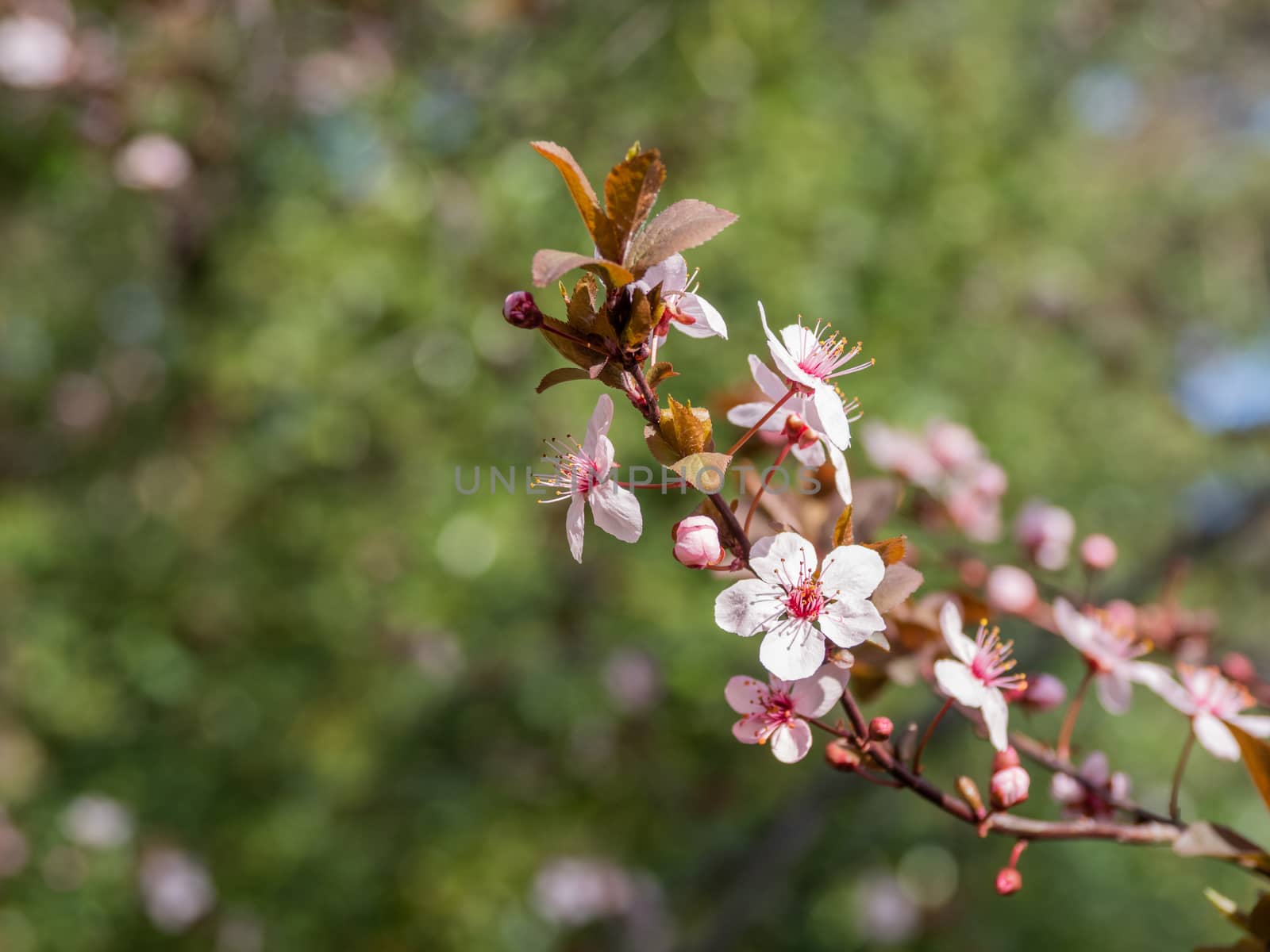 Blooming cherry tree. Beautiful white flowers on green natural background. Sunny spring day. Copy space. by aksenovko