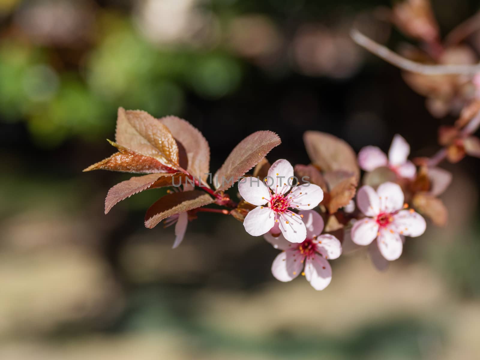 Blooming cherry tree. Beautiful white flowers on natural background. Sunny spring day.