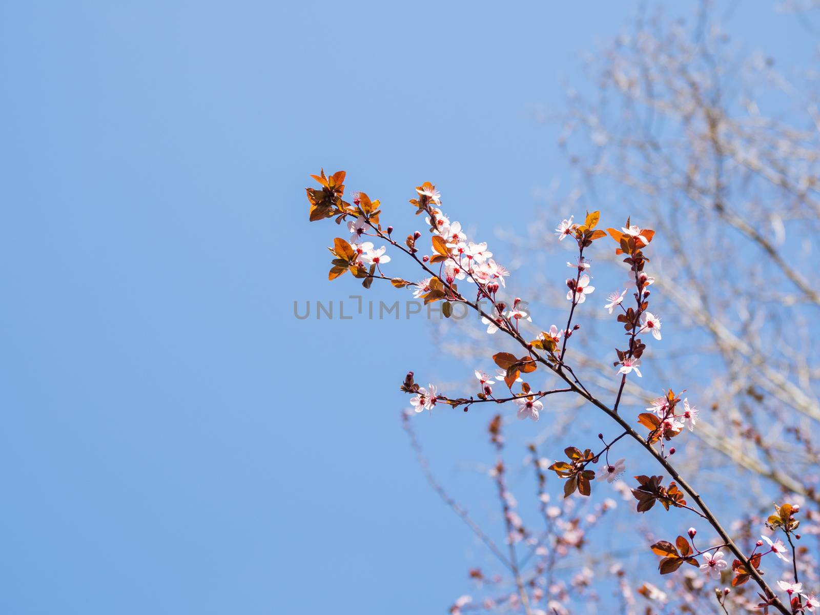 Blooming cherry tree. Beautiful white flowers on clear blue sky background. Sunny spring day. by aksenovko
