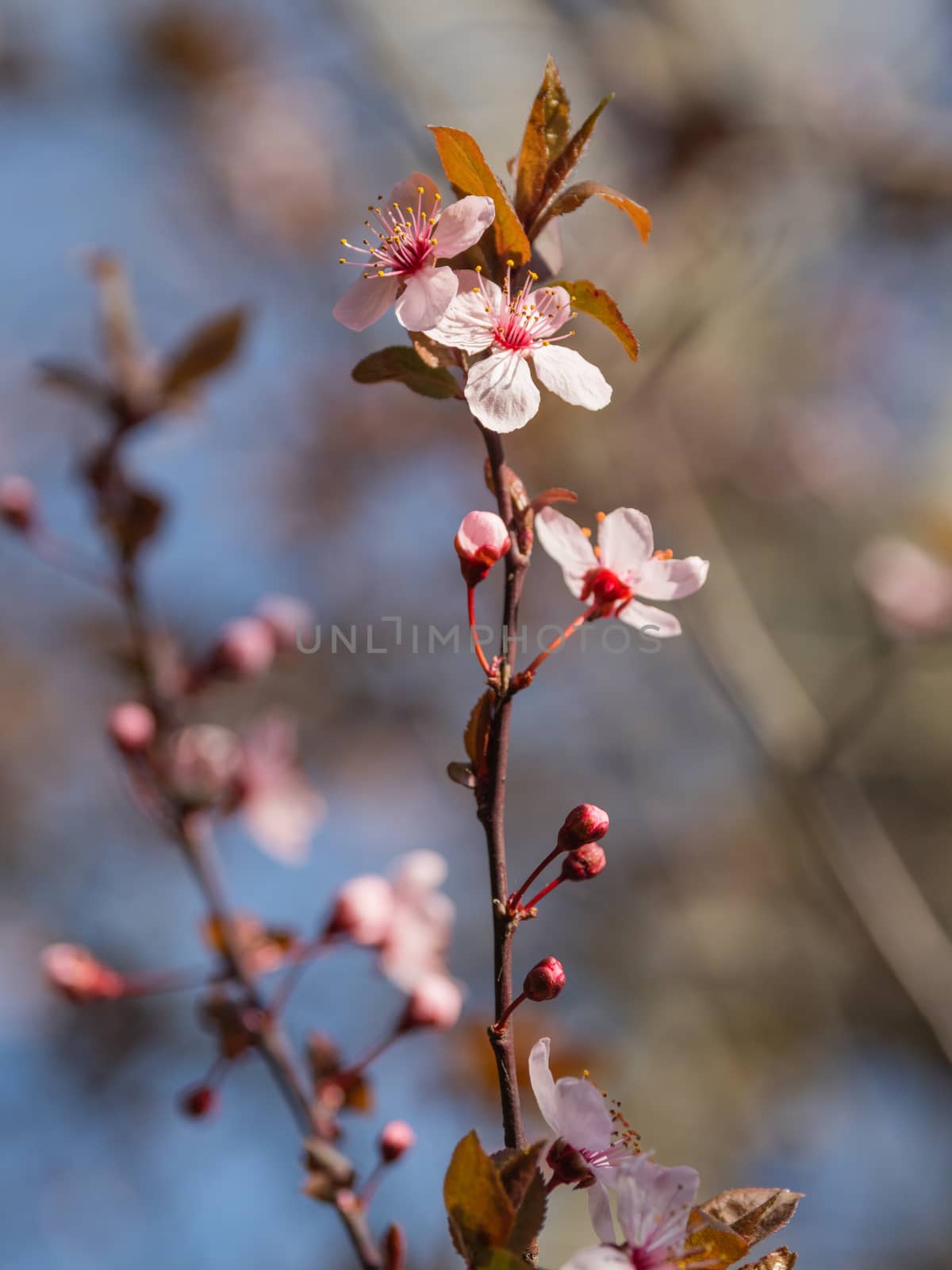 Blooming cherry tree. Beautiful white flowers on natural background. Sunny spring day. by aksenovko