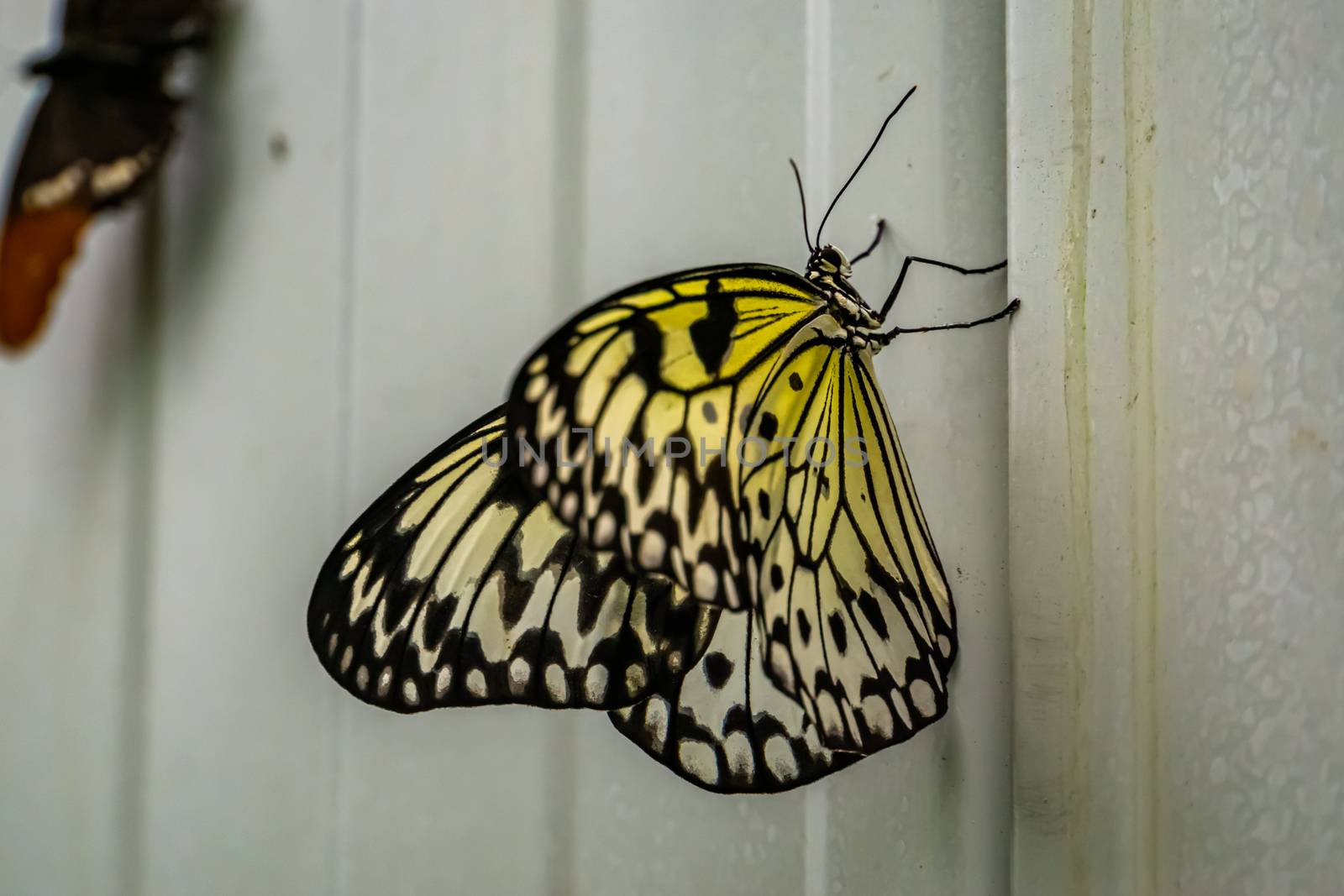 beautiful side closeup of a tree nymph butterfly, tropical insect specie from Asia