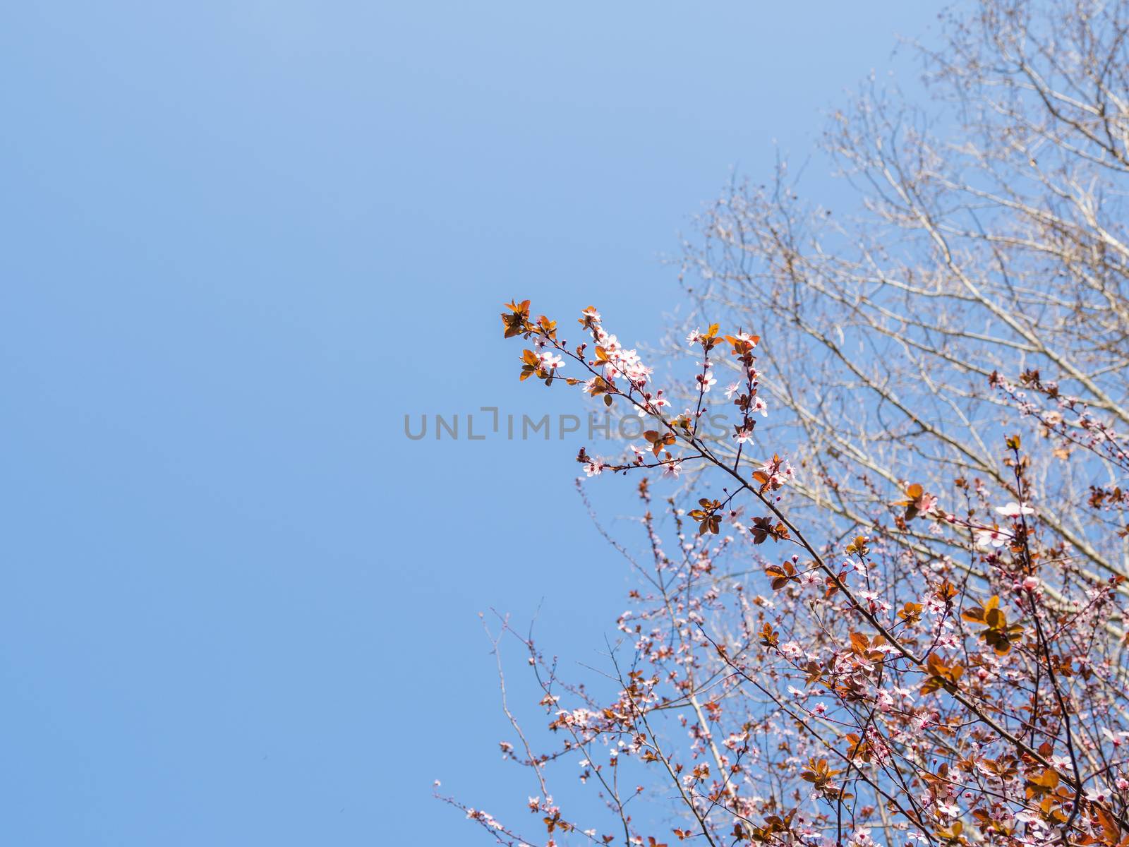 Blooming cherry tree. Beautiful white flowers on clear blue sky background. Sunny spring day.