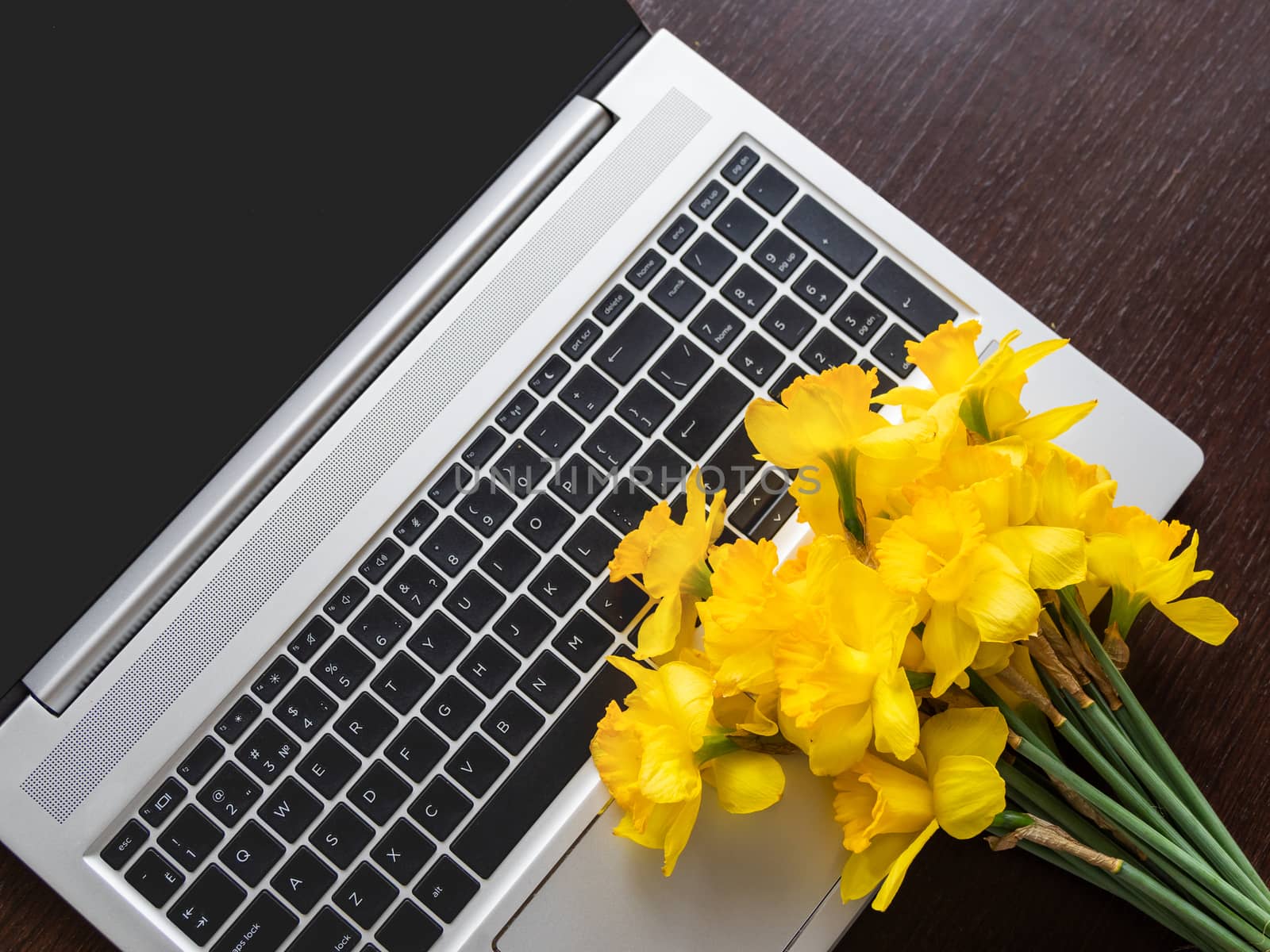Bouquet of Narcissus or daffodils lying on silver metal laptop. Bright yellow flowers on portable device. Wooden background.