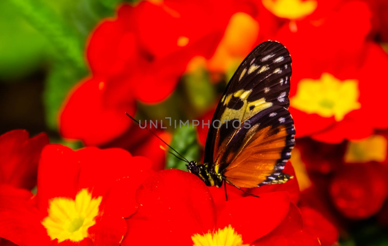 beautiful macro closeup of a tiger longwing butterfly on red flowers, colorful tropical insect specie from Mexico and peru by charlottebleijenberg