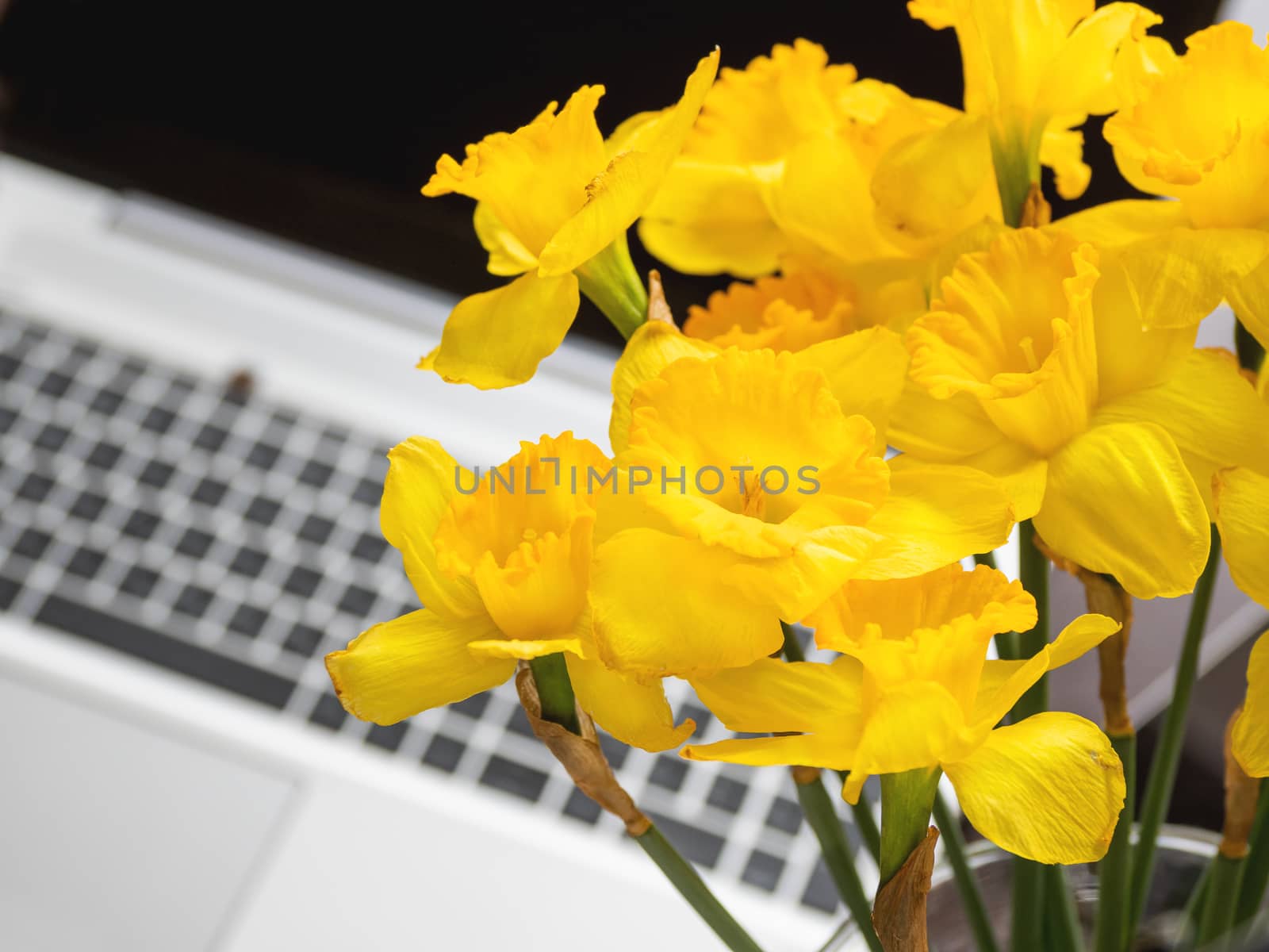 Bouquet of Narcissus or daffodils in glass vase over silver metal laptop. Bright yellow flowers with portable device. Wooden background.