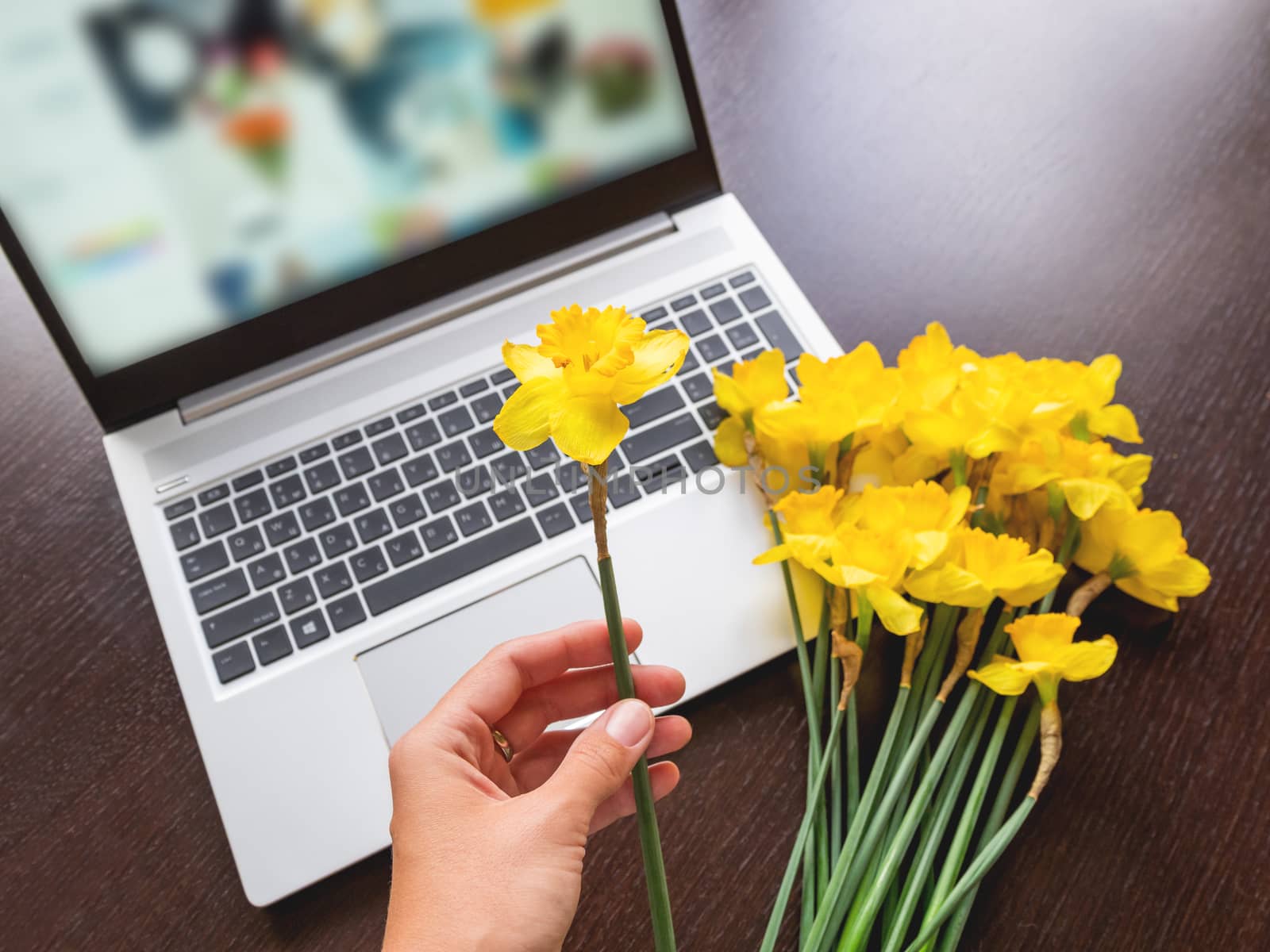 Bouquet of Narcissus or daffodils lying on silver metal laptop. Bright yellow flowers on portable device and in woman's hand. Wooden background.