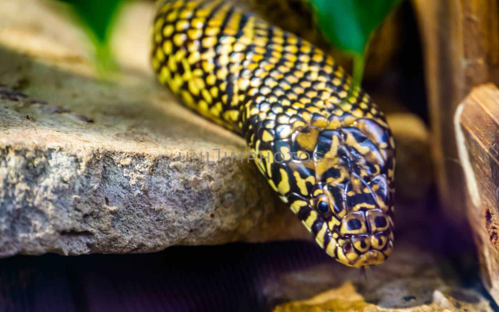 beautiful closeup of the face of a eastern king snake, tropical reptile specie from America by charlottebleijenberg
