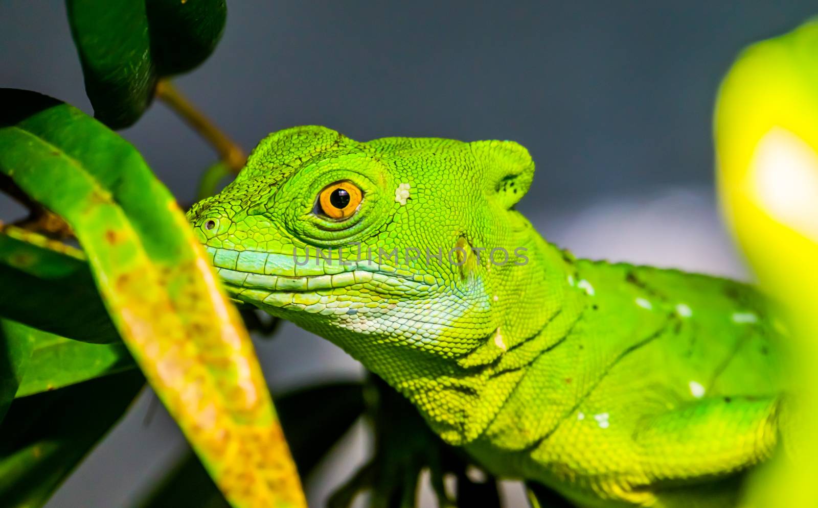 closeup of the face of a green plumed basilisk, tropical reptile specie from America